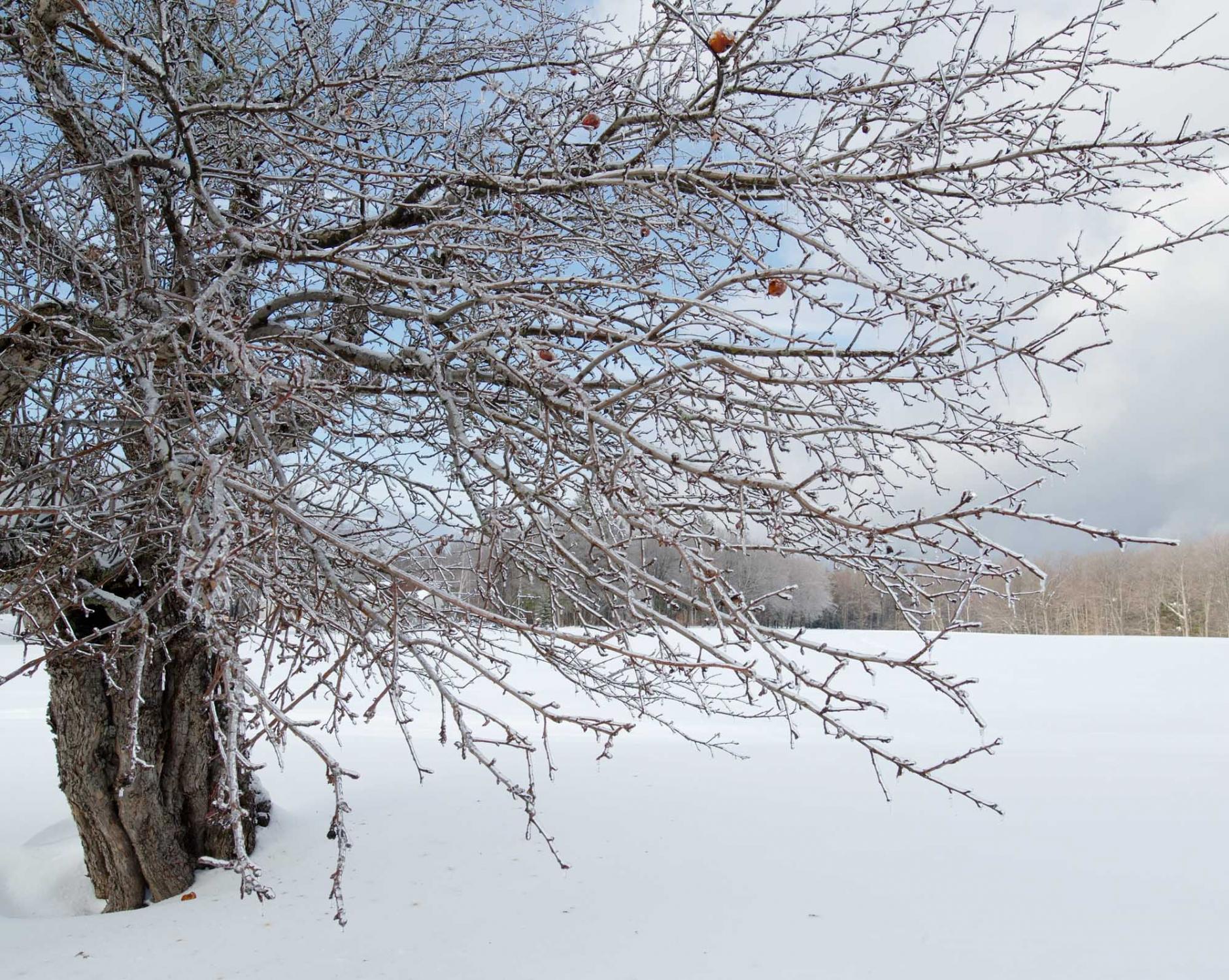 Drewsville & Beyond - Apple tree. Alstead, New Hampshire, USA. Februari 2010.