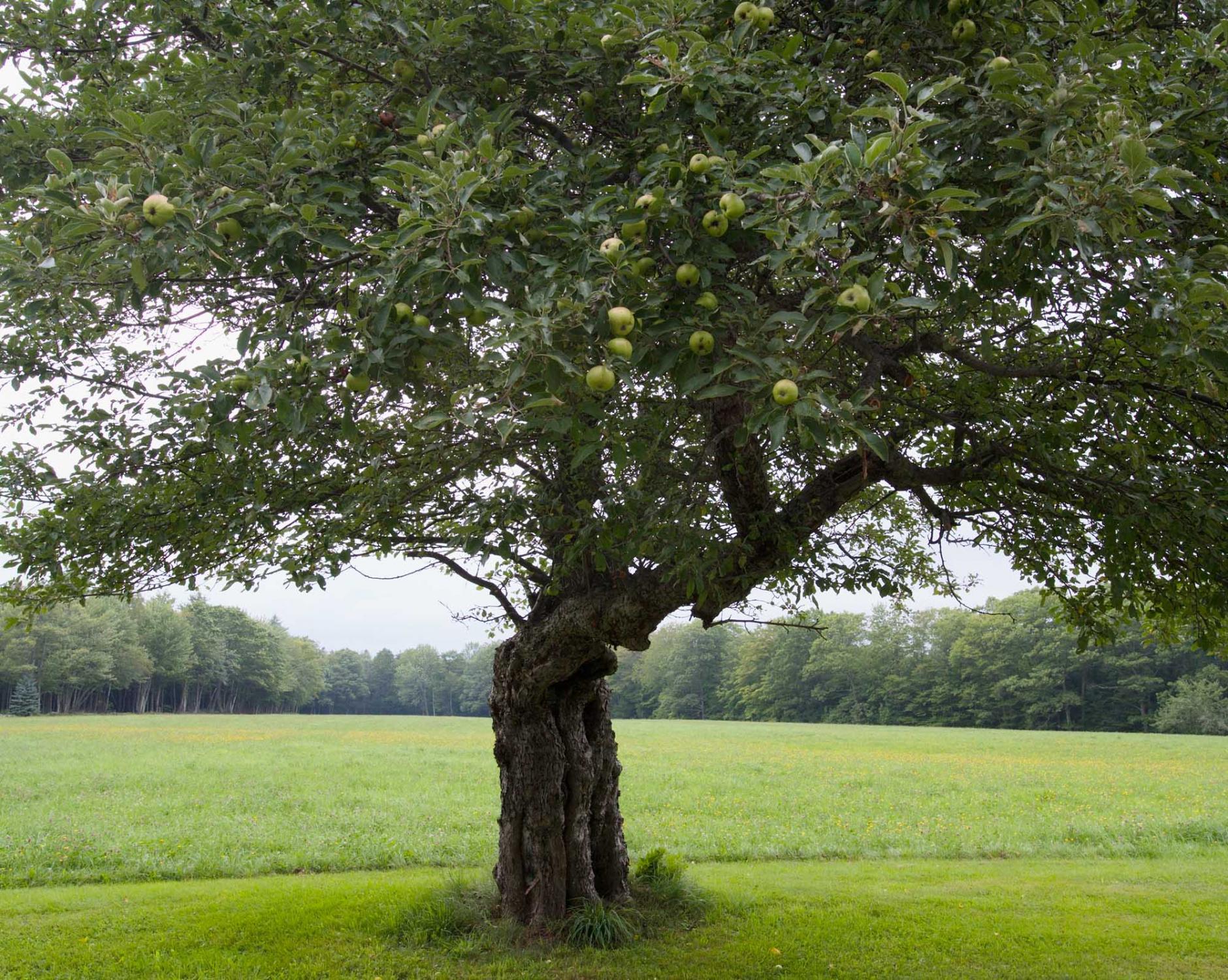 Drewsville & Beyond - Apple tree. Alstead, New Hampshire, USA. August 2011.