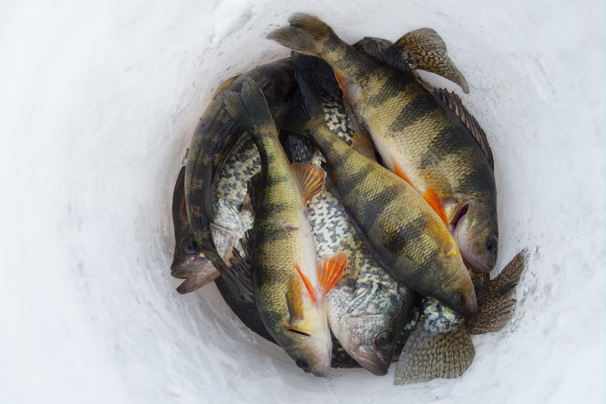 Drewsville & Beyond - The catch of a day of ice fishing at Hoyt's Landing,...