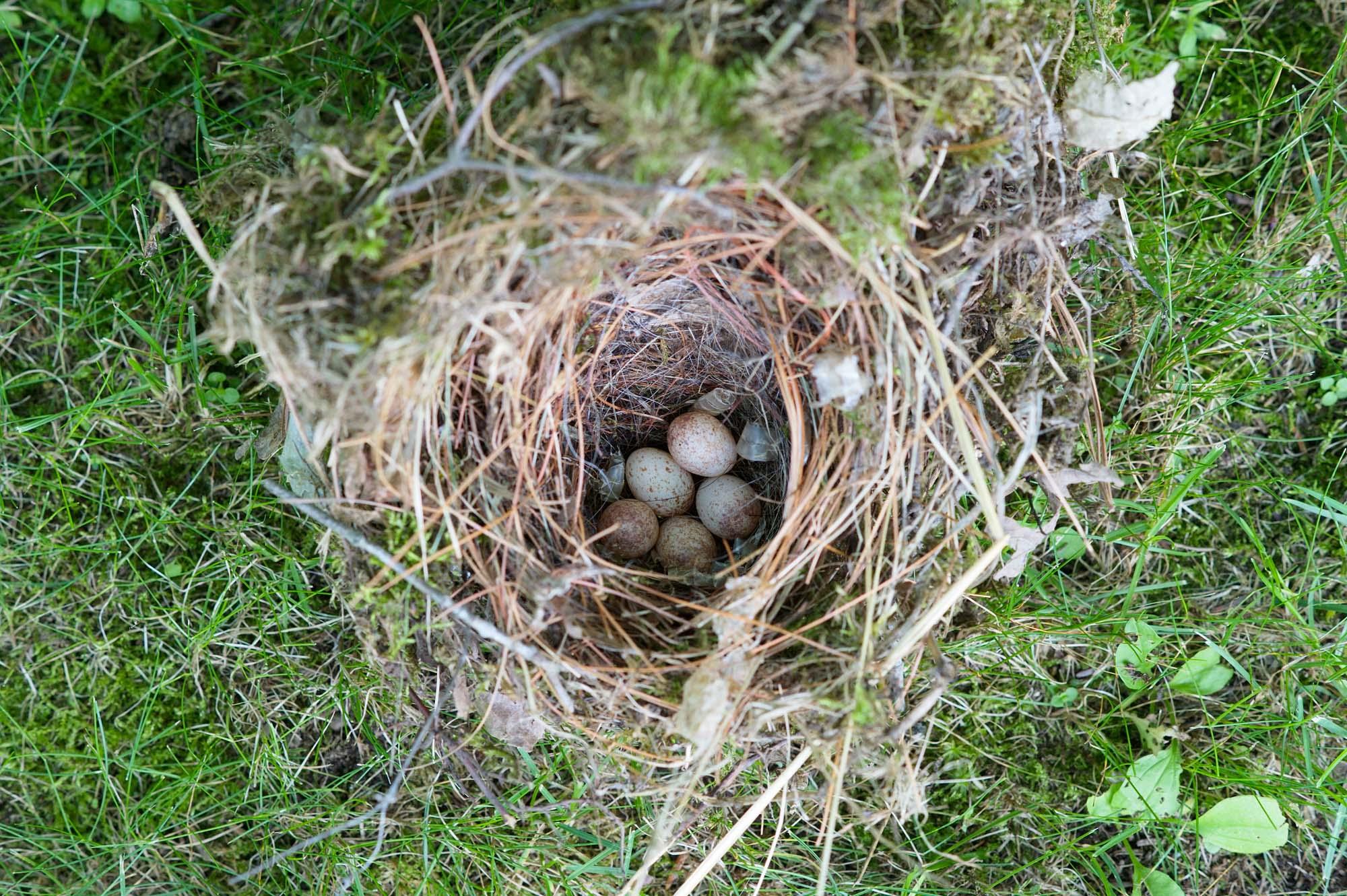 Drewsville & Beyond - Abandoned nest of an Eastern Phoebe. Drewsville, New...