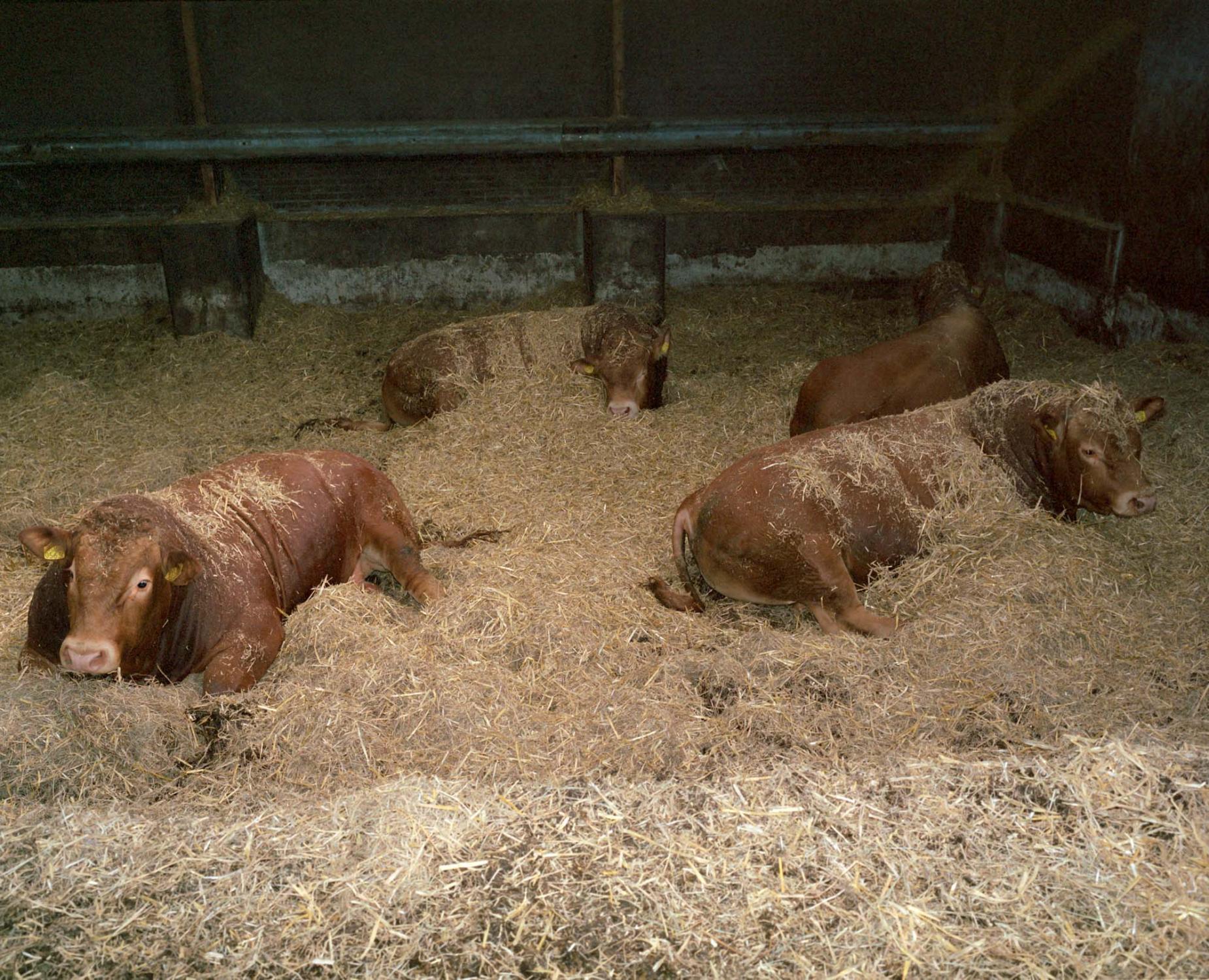 On the Land - Limousin bulls in a compost cow barn.  Eelde,...