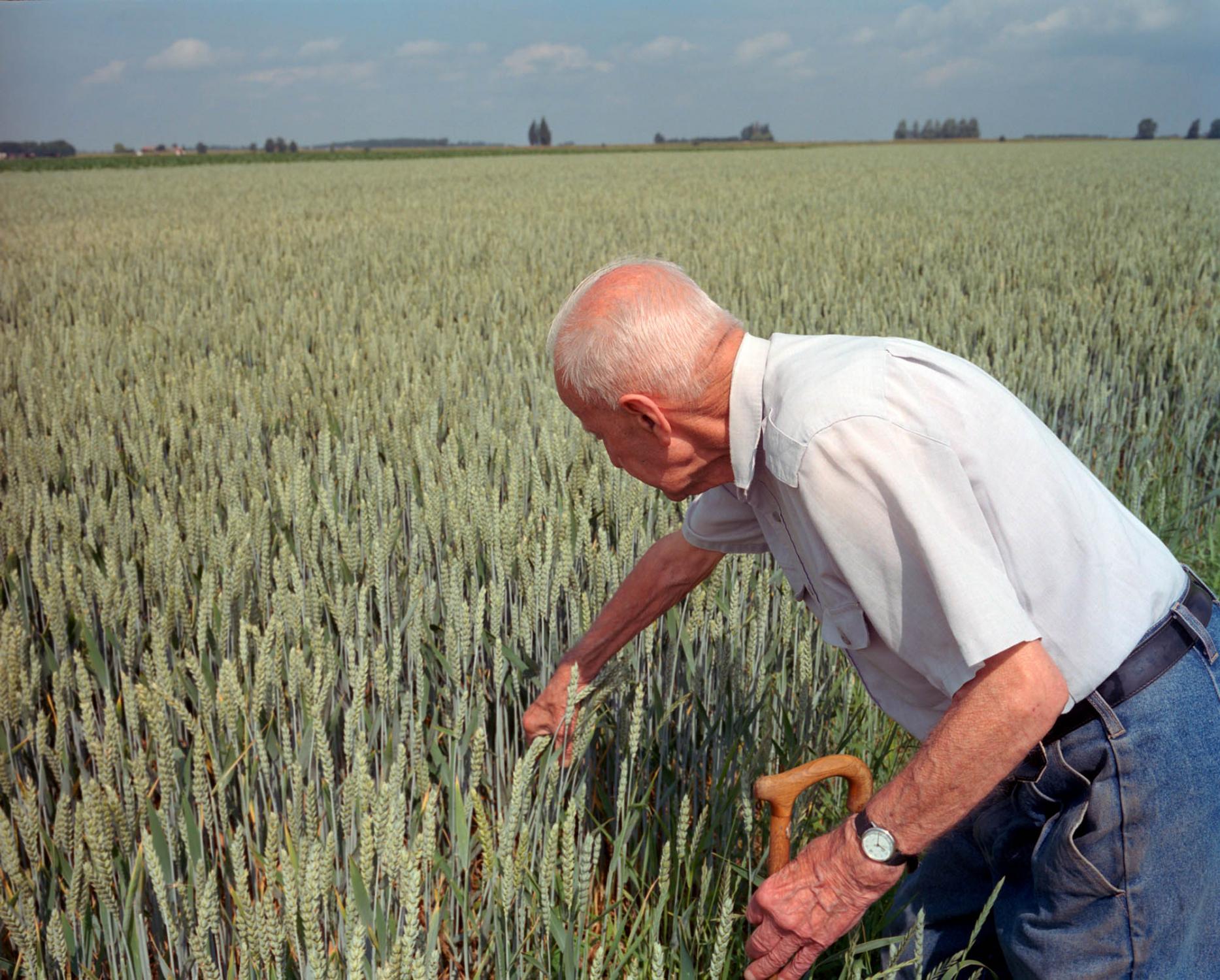 On the Land - Dutch arable farmer Izaak Geluk, 88, checks the ripeness...