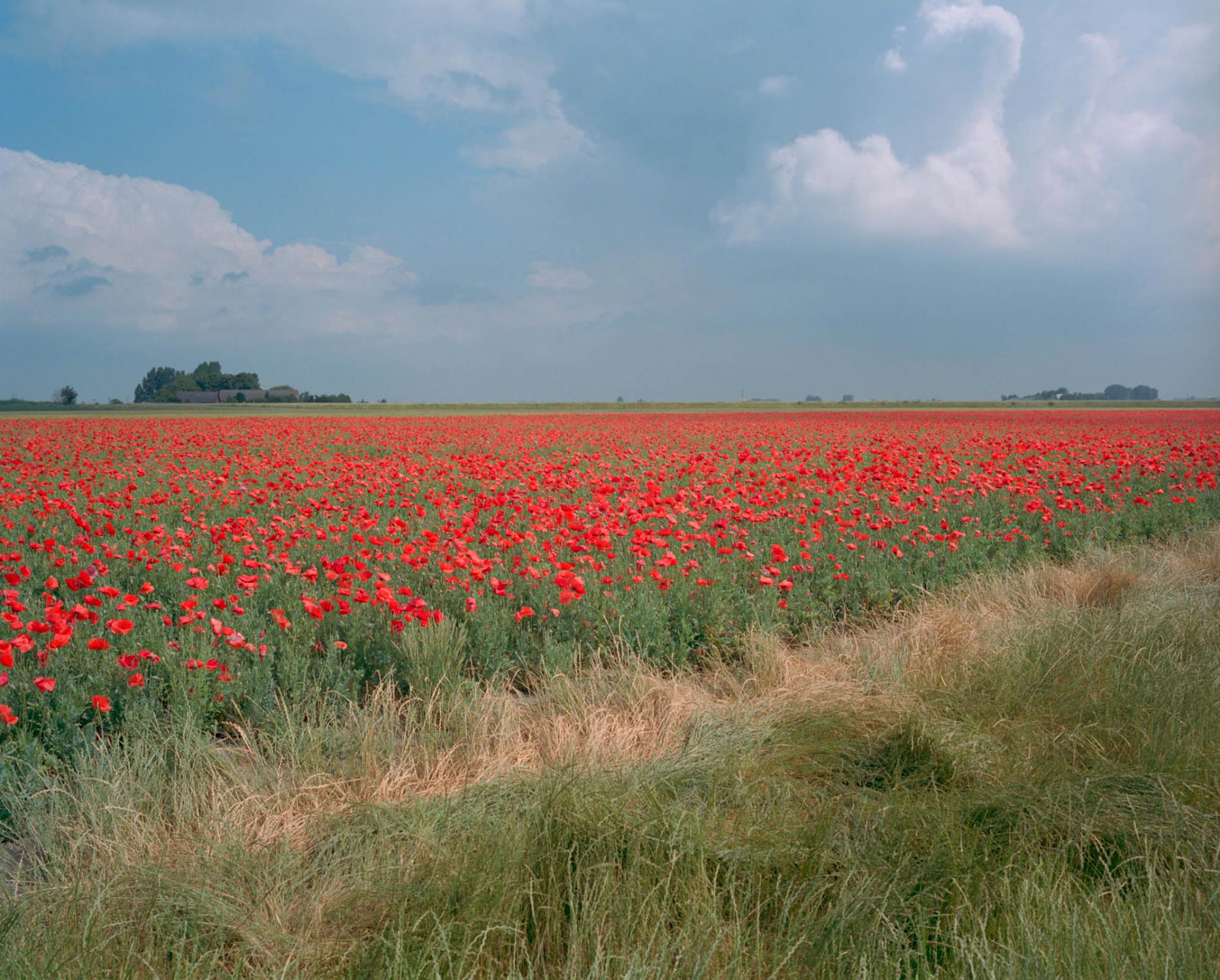 On the Land - Poppy field.  Nieuw-Vossemeer, Noord-Brabant, The...