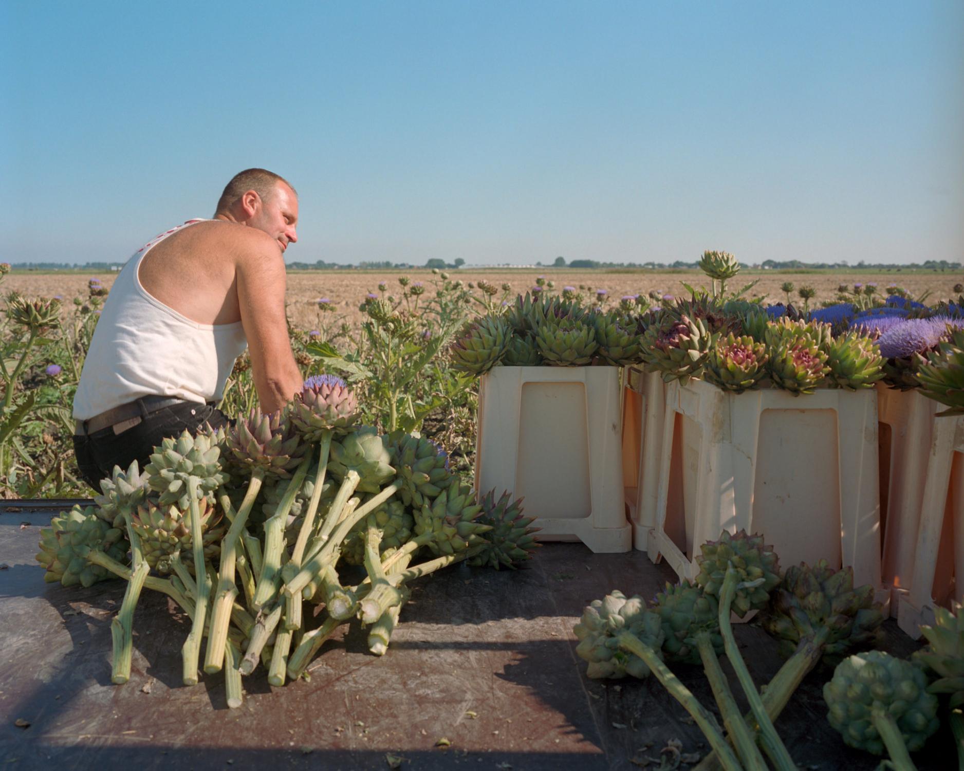 On the Land - Polish seasonal farm worker harvests artichoke flowers....