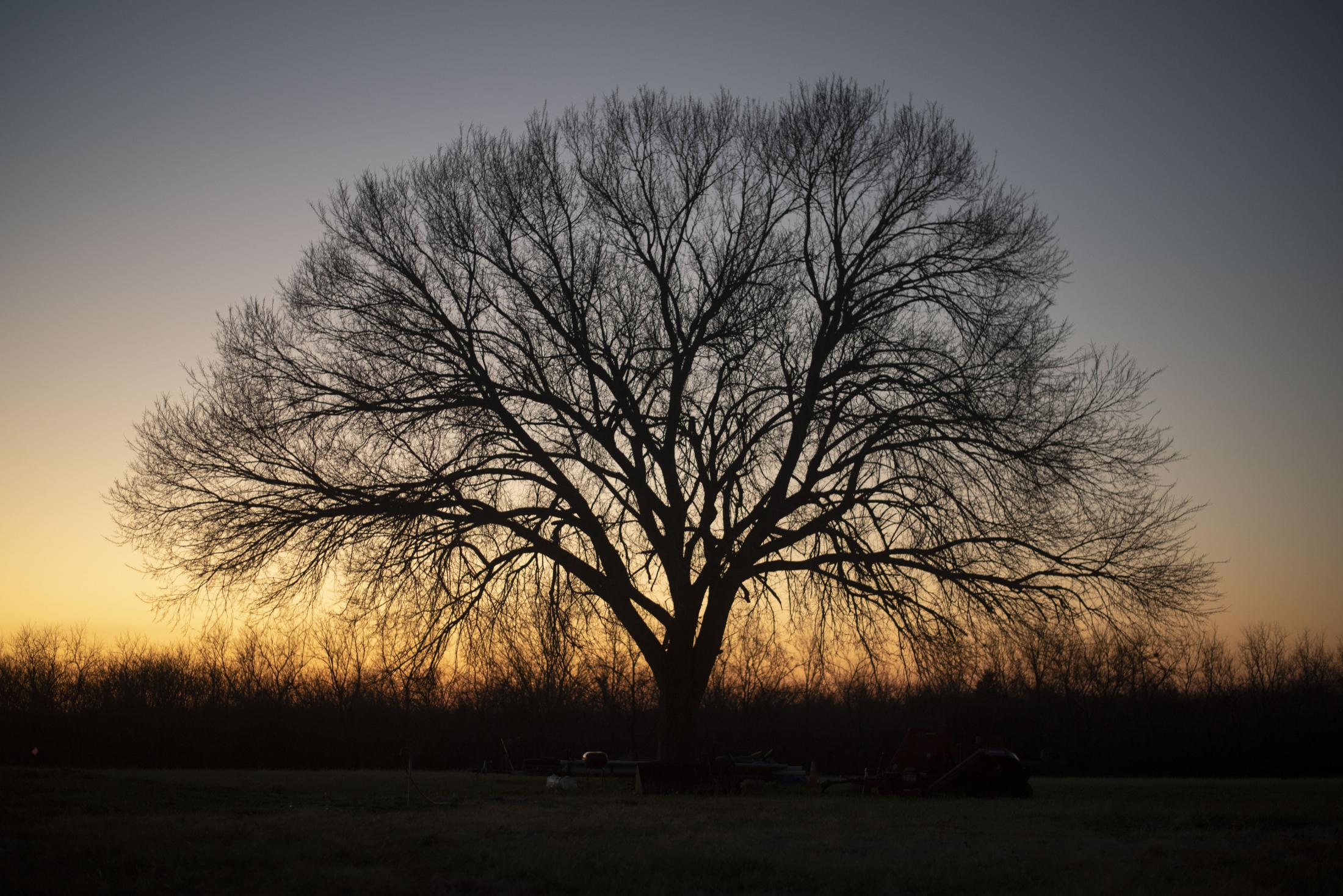 The sun sets behind an old tree Dec. 5 on Ron Reed&rsquo;s land. Since the new house was completed, the land has been a place for younger family members to reconnect with their home.