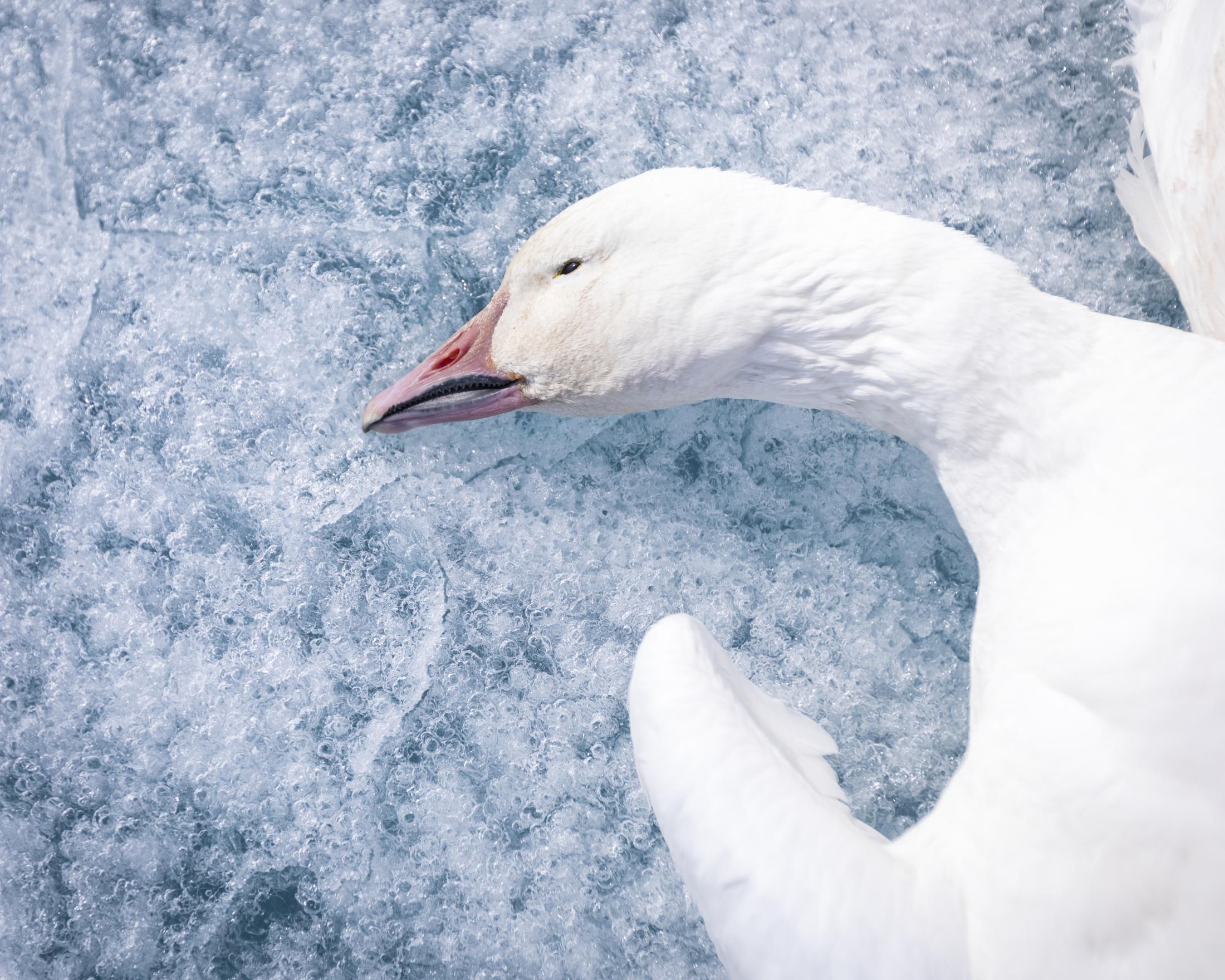 A freshly caught snow goose rests on the ice near Nuvukutaak, Nunavut. Every June, Inuit families...