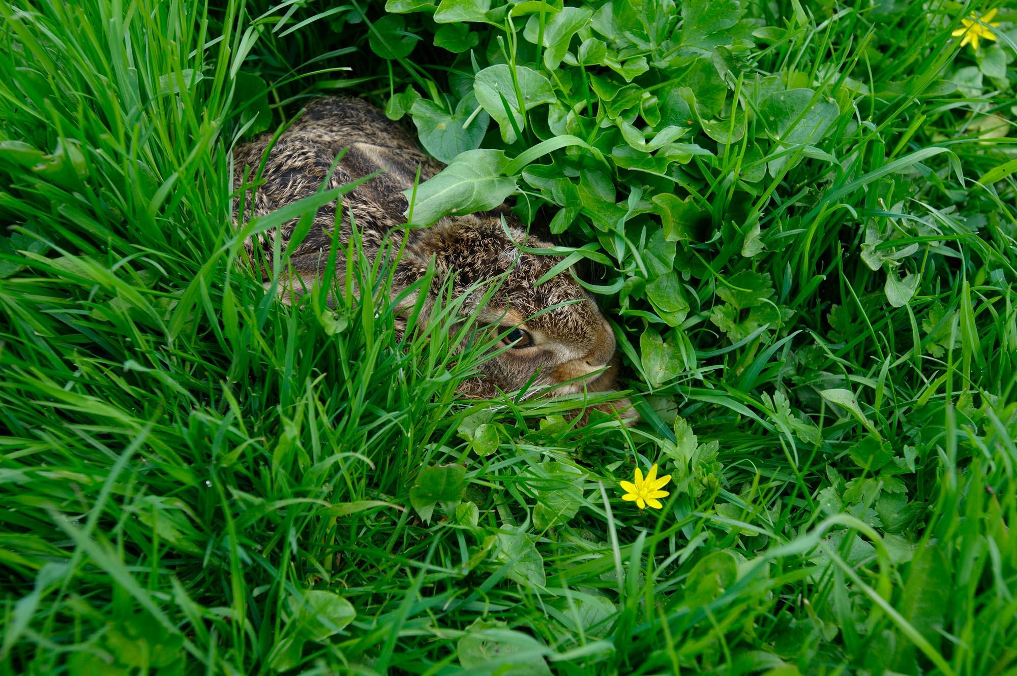 The Other Farm - A young hare is hiding amid grass and lesser celandine on...