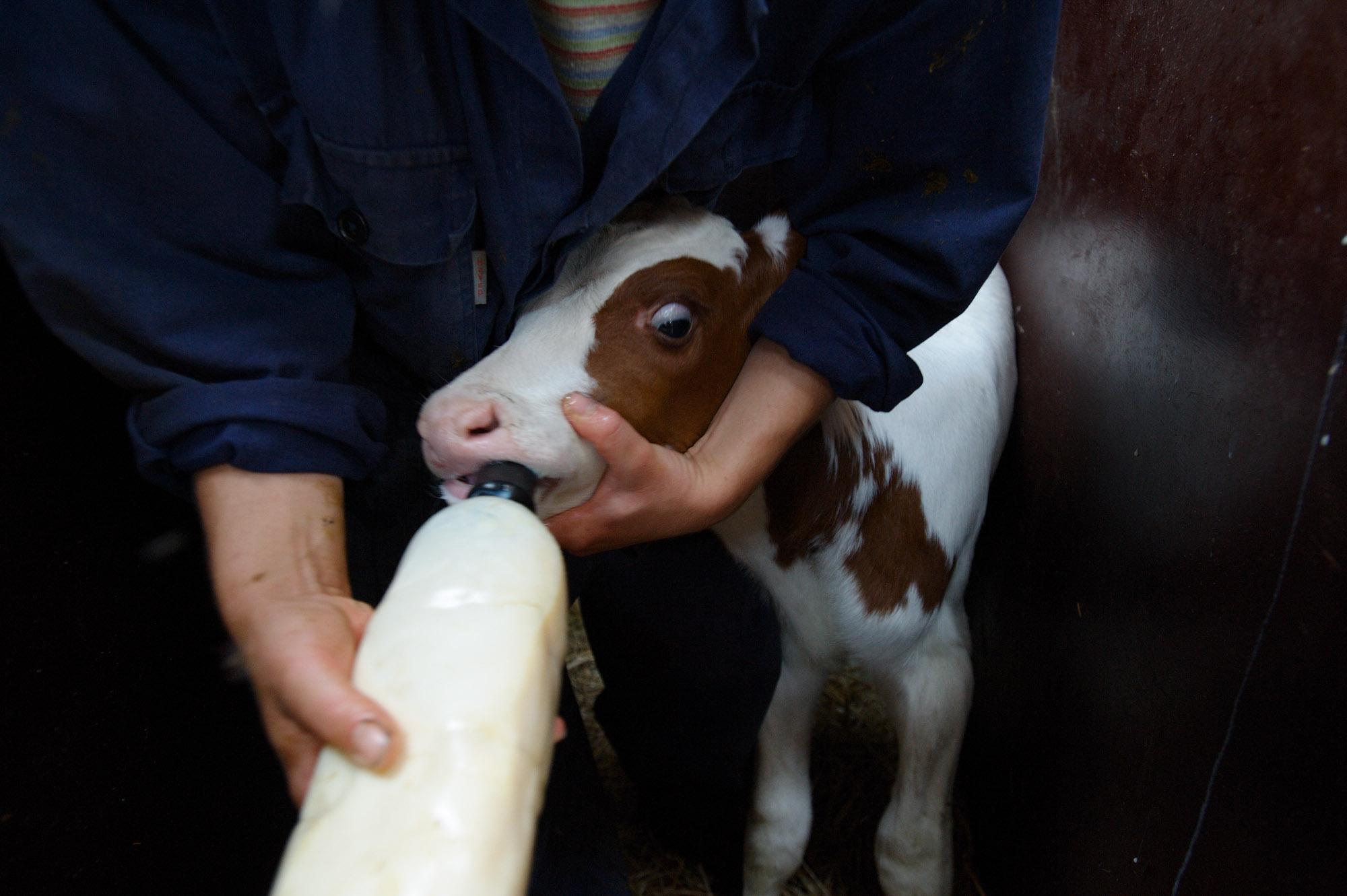 The Other Farm - A bull calf is learning to drink from a bottle. At De...