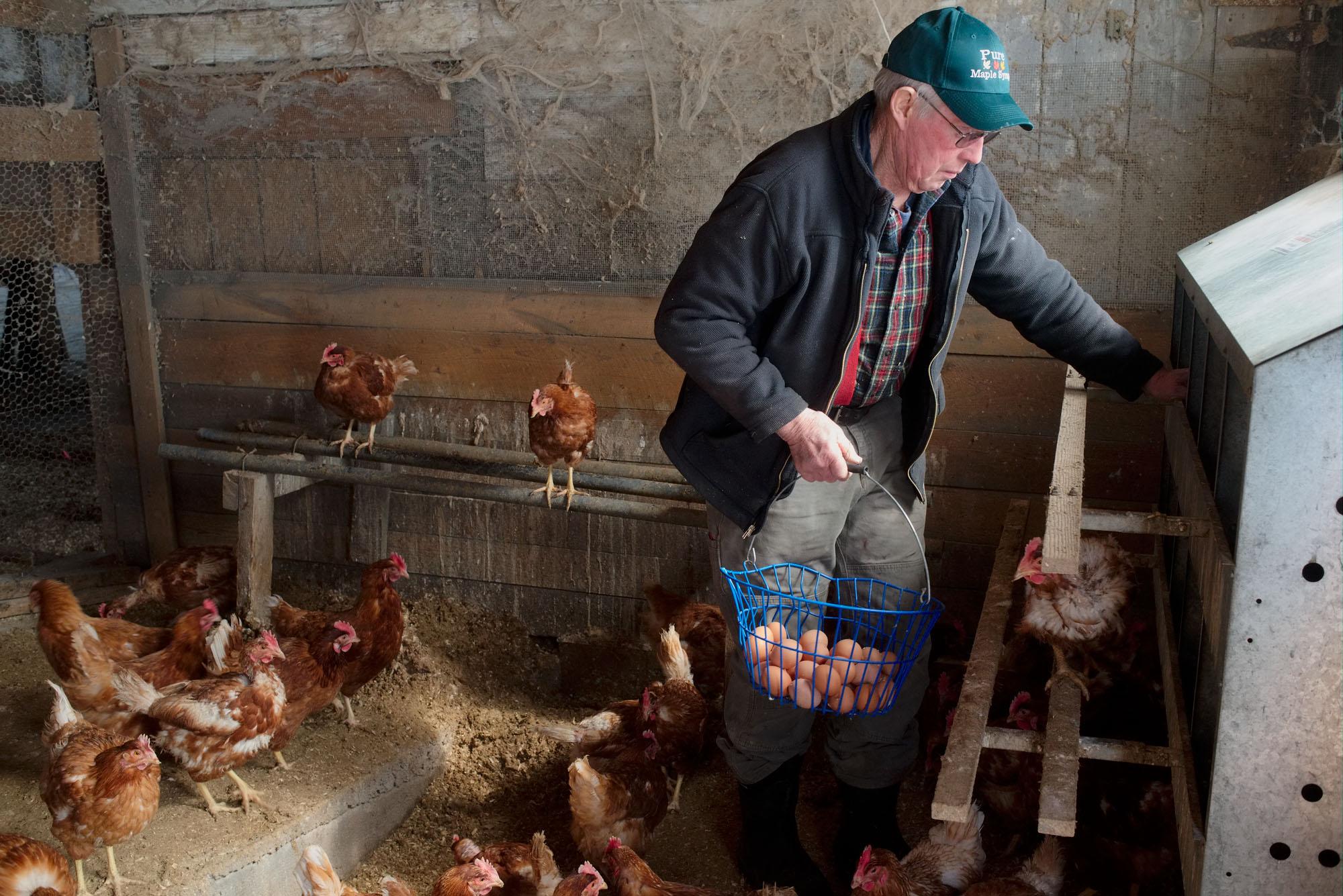 The Other Farm - Stuart is gathering eggs. Lilac Ridge Farm, Brattleboro,...