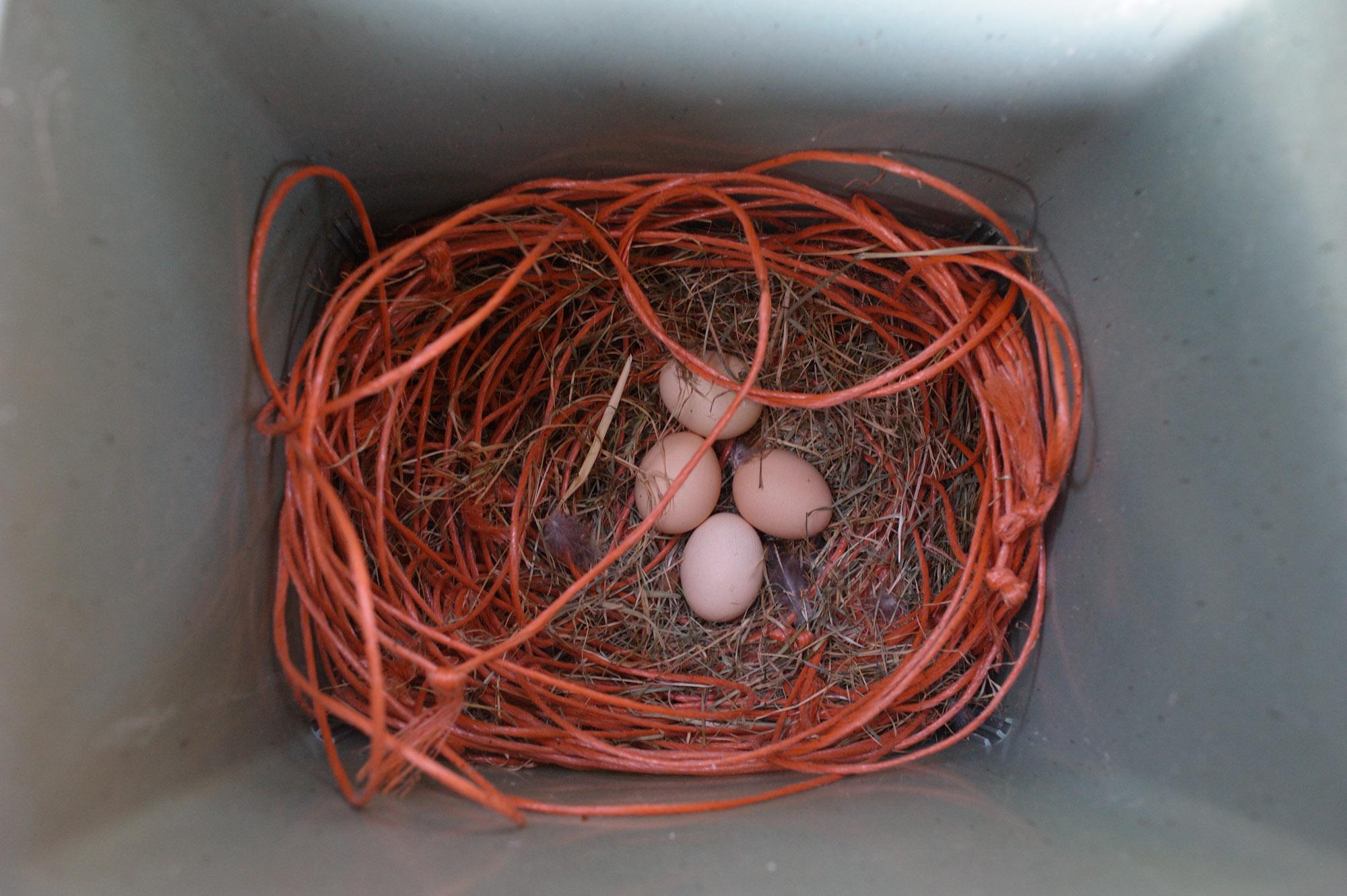 The Other Farm - A chicken’s nest in an old trash can. De Beekhoeve,...