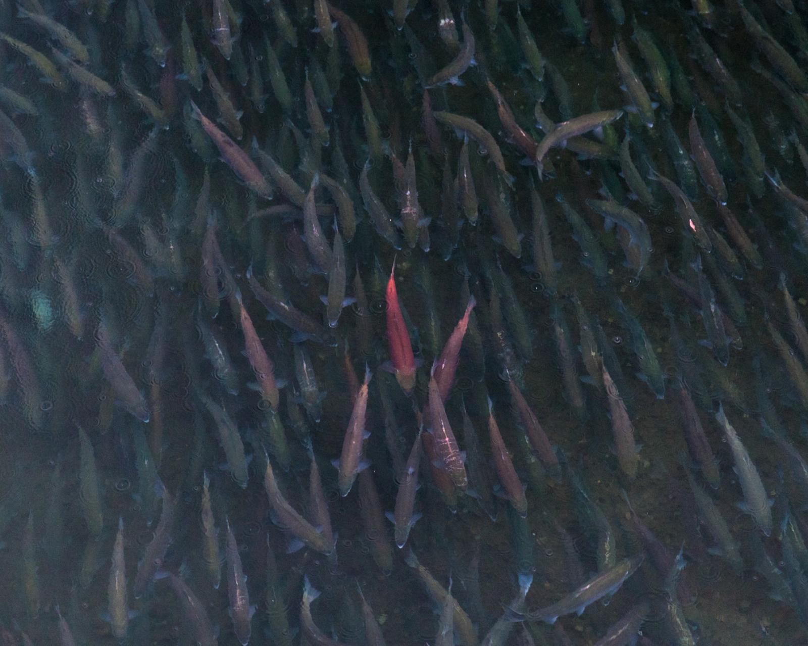 Tremendous numbers of sockeye s.... The bears come for the fish. 