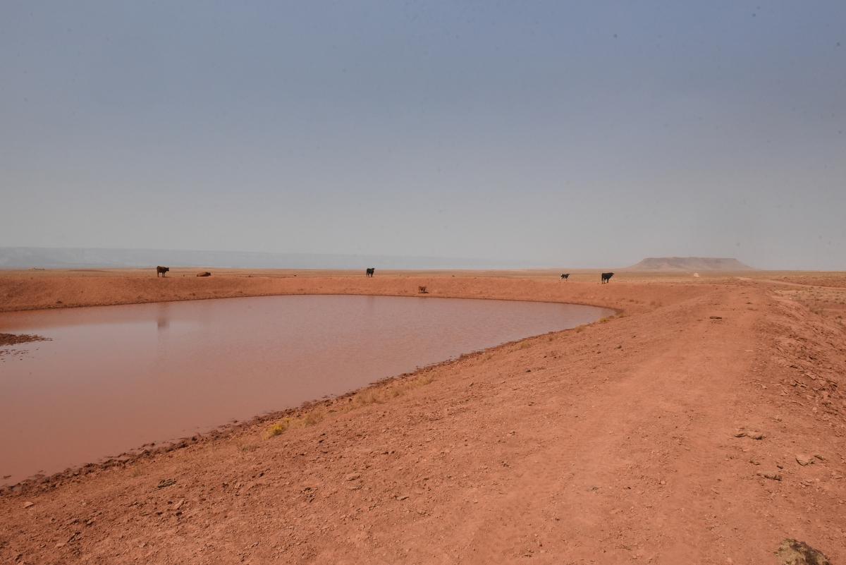 A livestock watering hole is se...one with any water left in it. 