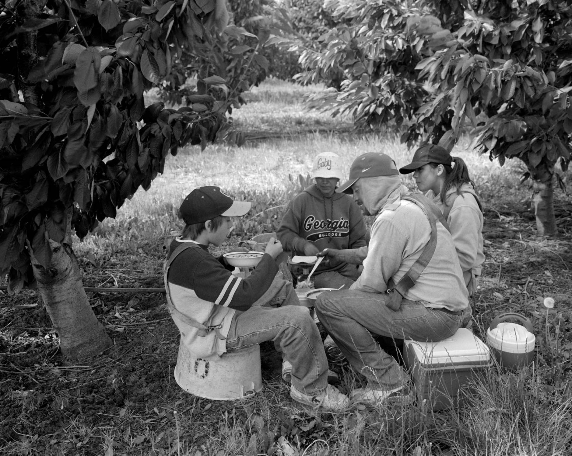 A Mexican family eats a meal of beans and tortillas that they heat on a gas burner, while seated under the cherry trees at Orchard View Farms, one of the biggest fruit growers in Oregon. The father, mother and their teenage son and daughter all wear American clothing that covers up their body. A lot of pesticides are used in the cherry cultivation. That is why the rules say that everybody should cover up their skin and mouth while working, but not all do so. The minimum age for a hand-picker in Oregon is 16 years. Most of this manual labor is done by young Latinos. The harvest starts early every morning at the crack of dawn and stops around 11 AM, when it gets too warm and the chance of damaging the fruit increases. The Dalles, Oregon, USA. July 2005. From the photo story The Farmworkers&#39; Children. 