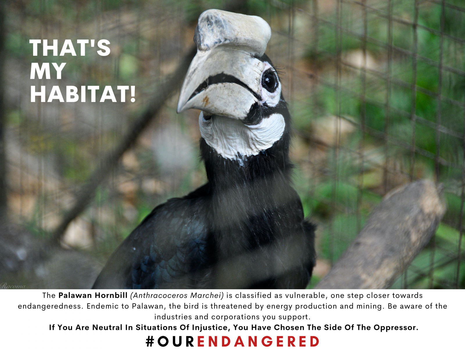 The Palawan Hornbill. Status: V...osen the side of the oppressor.