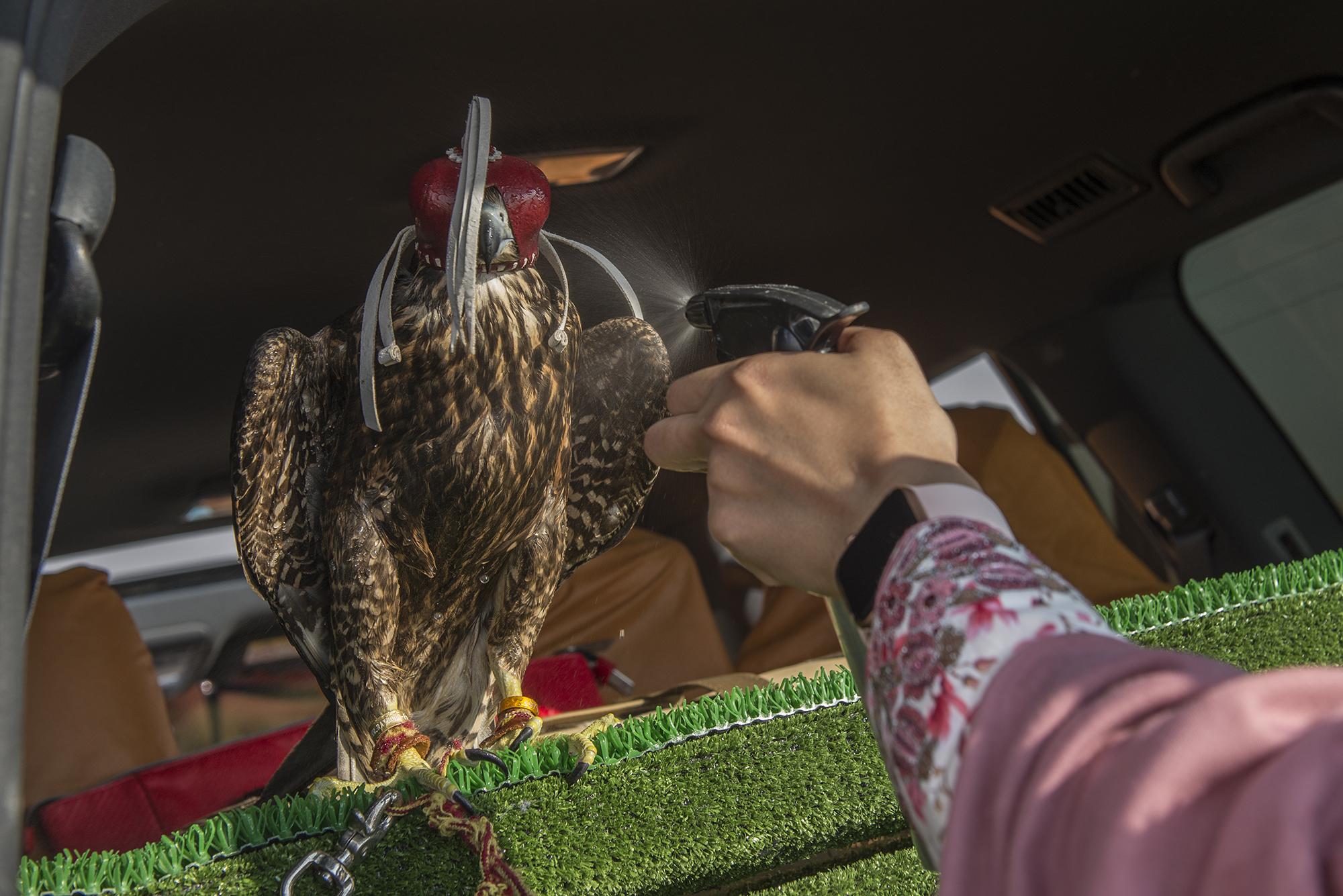 UAE : Women Breaking Stereotypes with Falconry -                 ...
