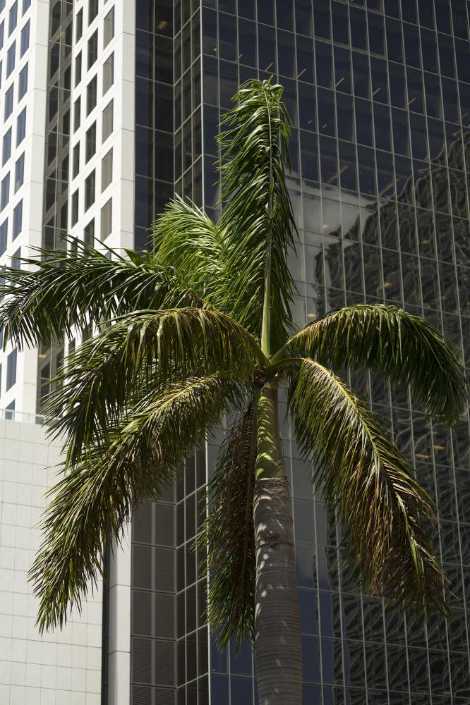 Miami Bites - A palm is seen in front of a skyscraper in the Brickell...