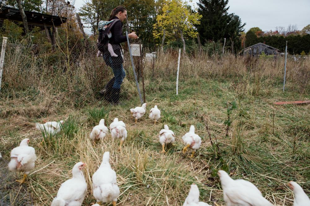 LIVINGSTON MANOR, NY - OCTOBER ...sha, as she feeds the chickens.