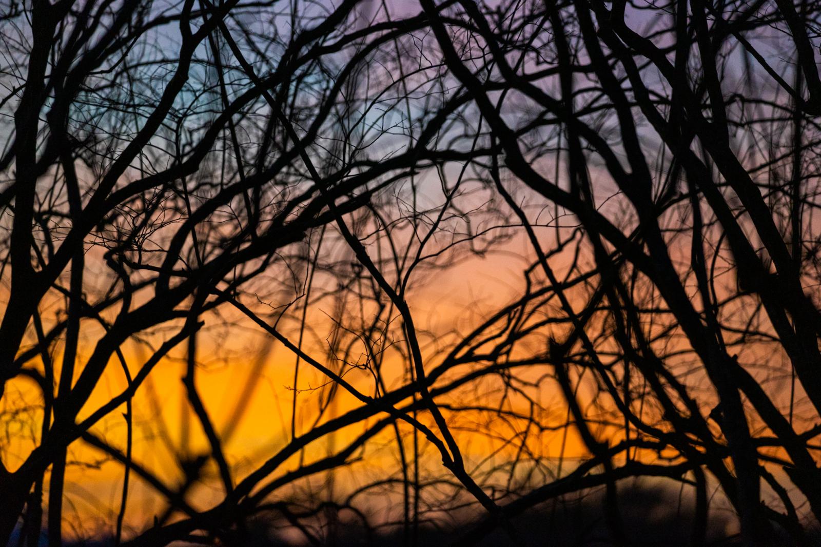Colors through bare branches 