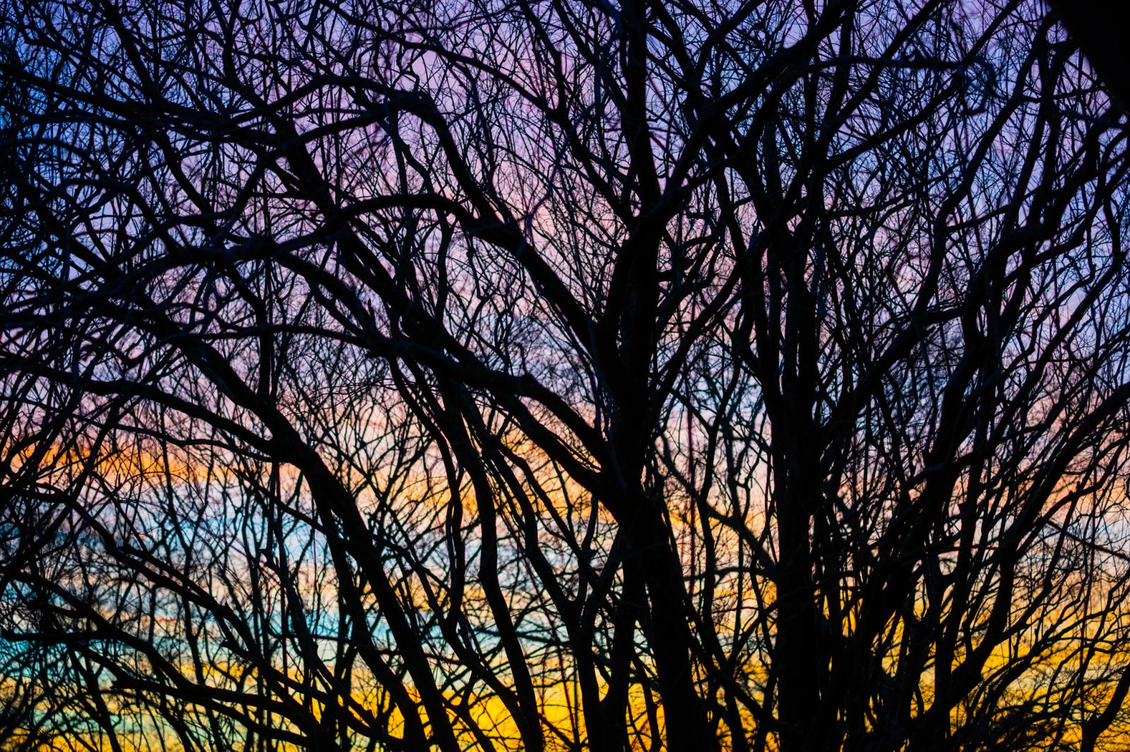 Colors through bare branches 
