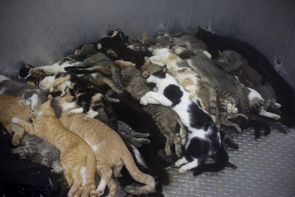 Cat carcasses are stored in a w...n be picked up and disposed of.