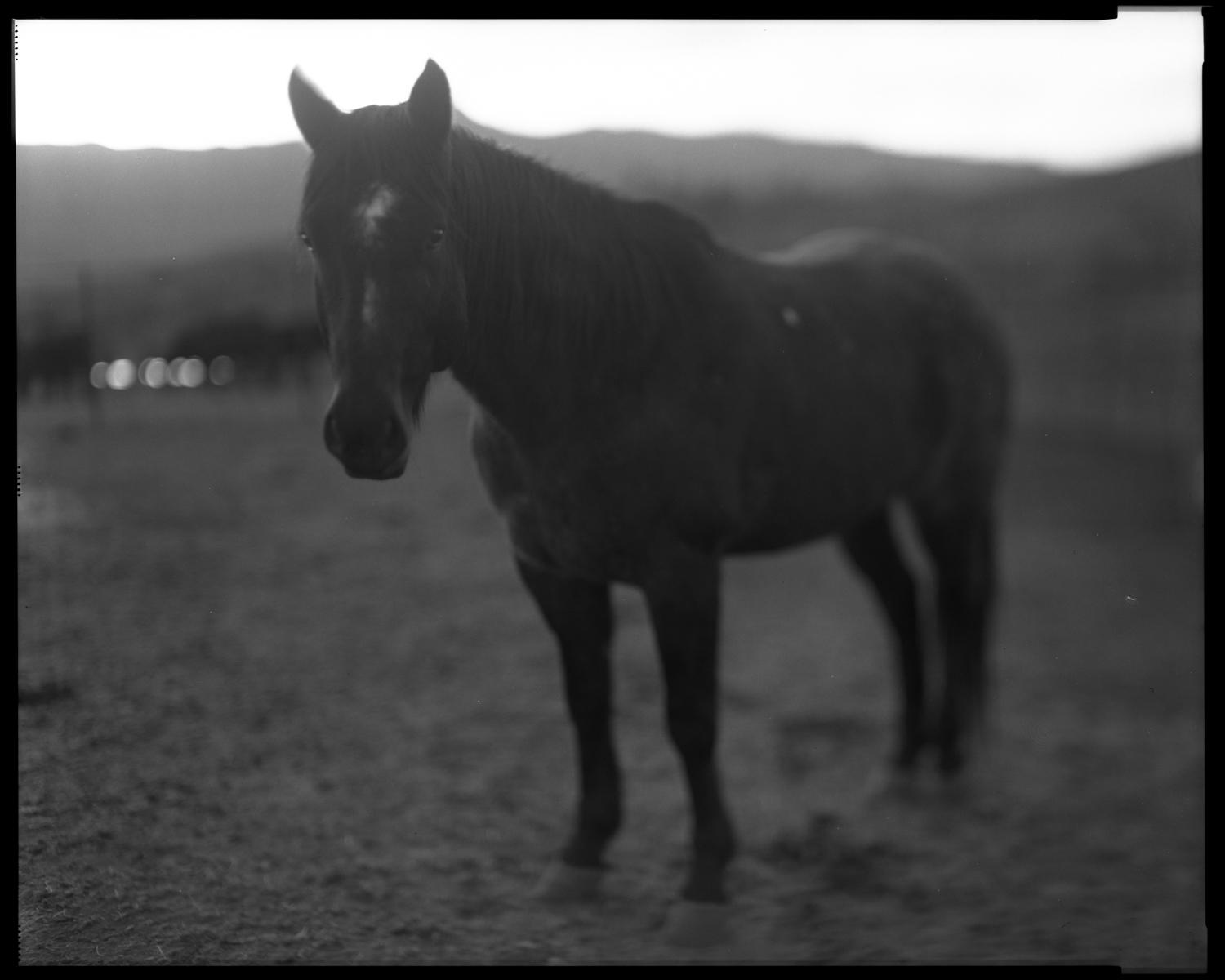 Between the Divides -  Horse, West of Sedona, Arizona 