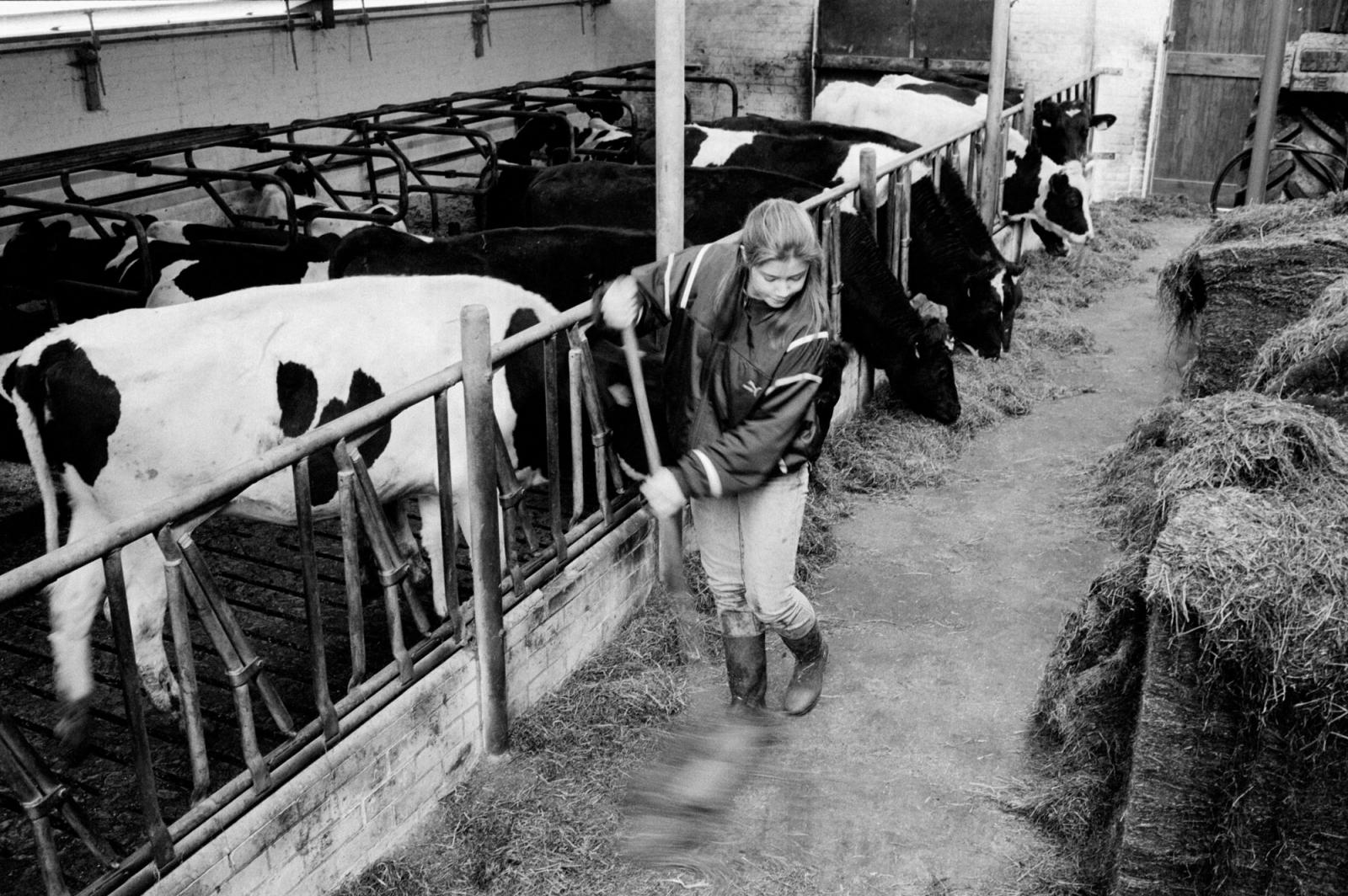 Mirjam works in the barn during...The Netherlands. February 1995.