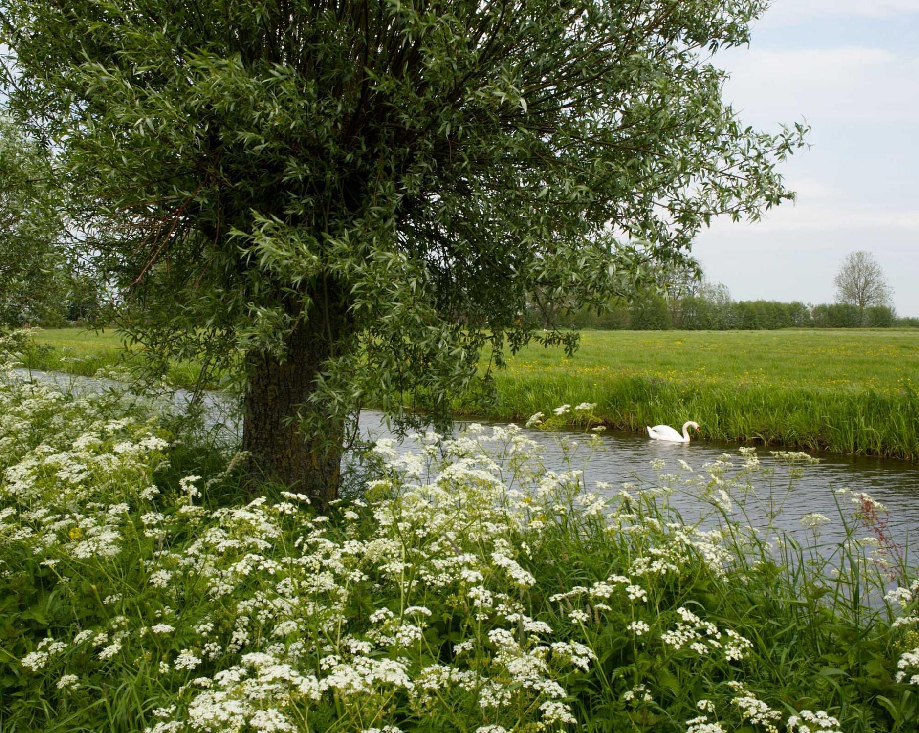 The Netherlands - Pollard willow, cow parsley and white swan. Kamerik,...