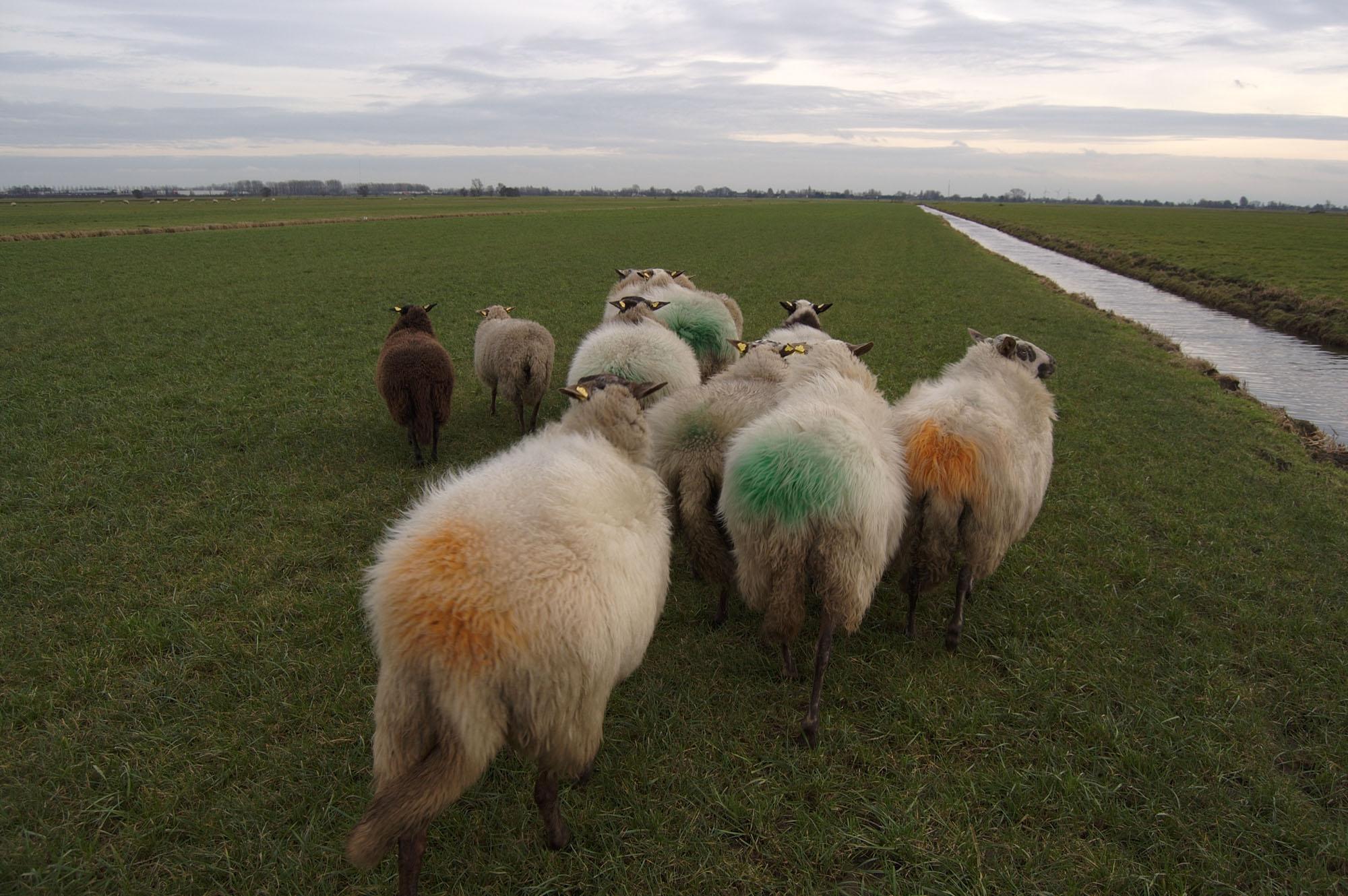 The Netherlands - Pregnant ewes. Snelrewaard, Utrecht, The Netherlands....