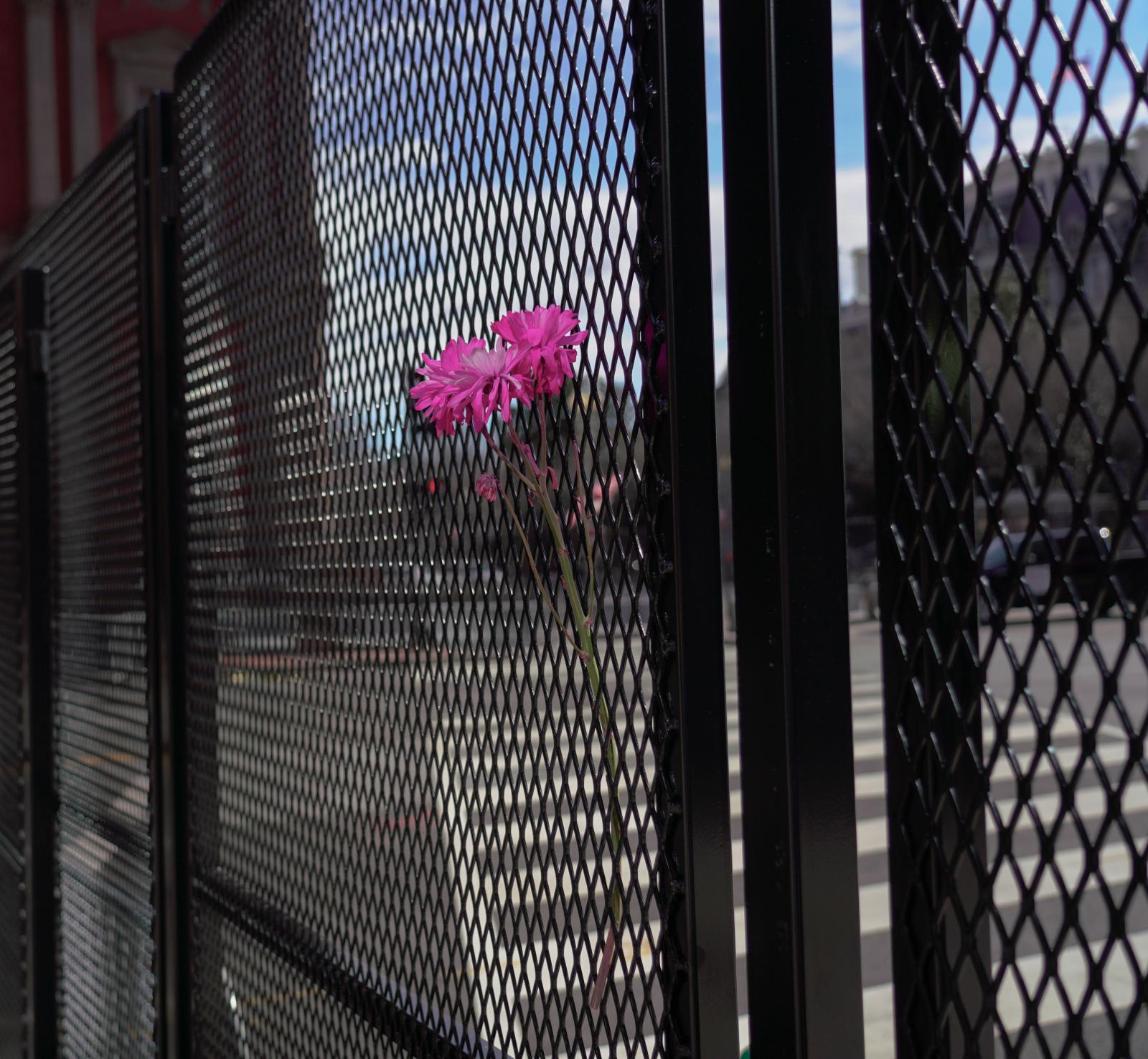 Flowers hang from a security fe...perimeter of the National Mall.
