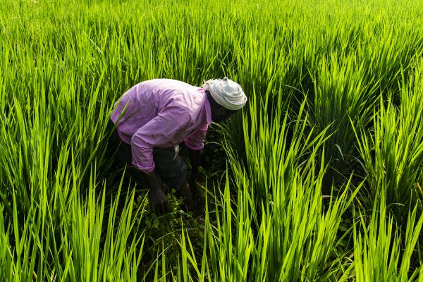 Ecological Farming_South India (2020)