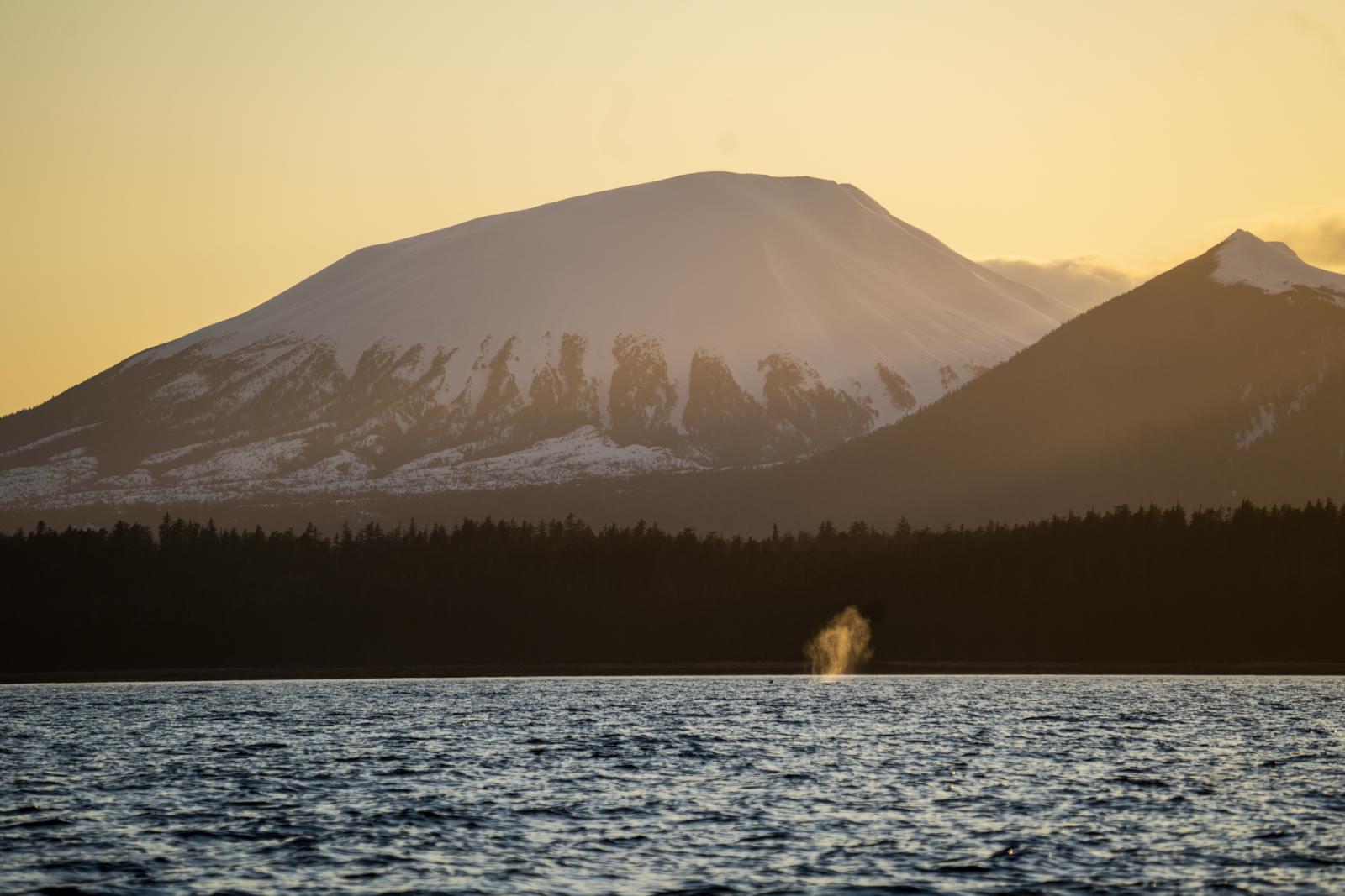 Within the Tongass - 