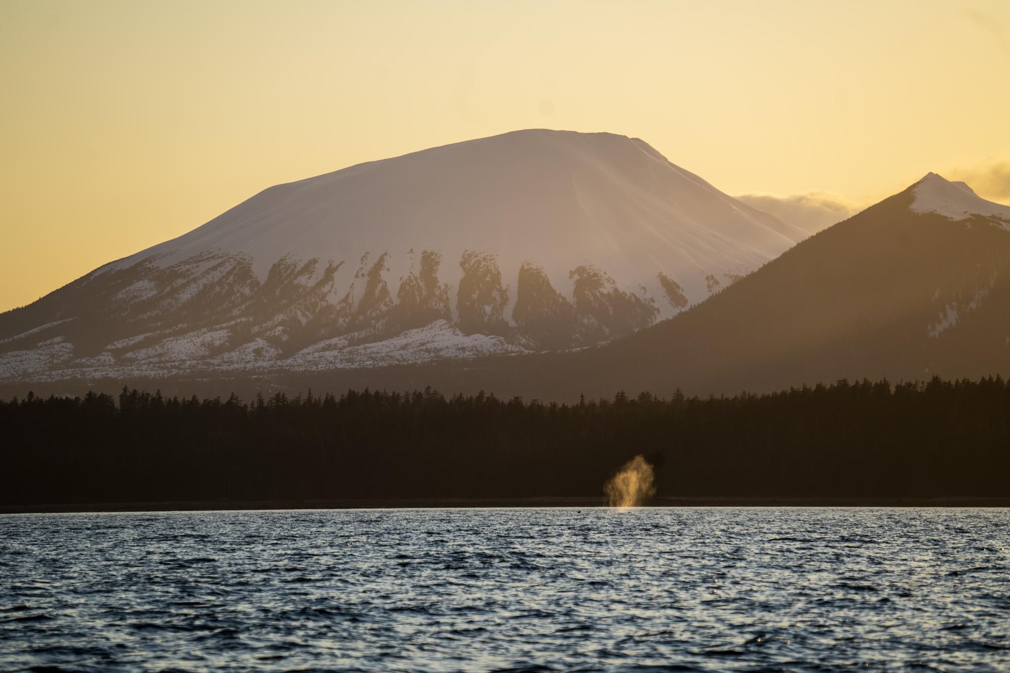 Within the Tongass