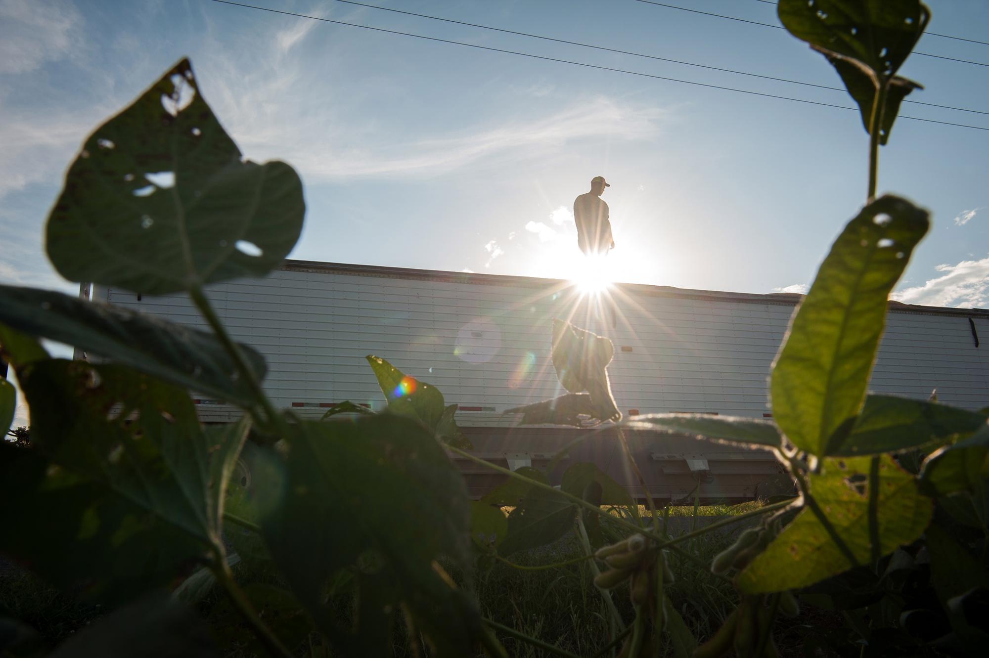 Modifying Mississippi - Behind a growing soy bean crop, Rodney Honorable checks a...