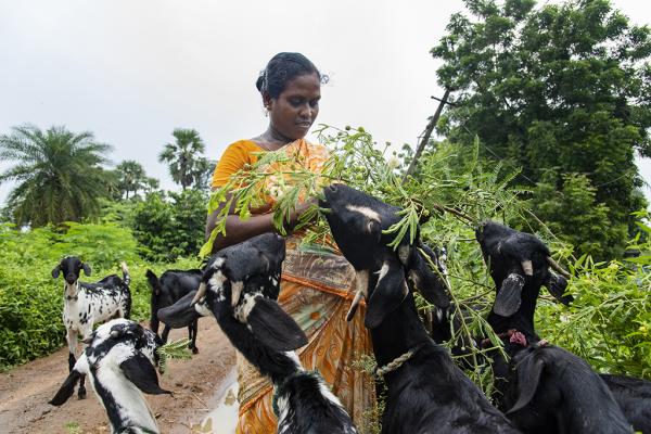 Goat farming in India (2020)
