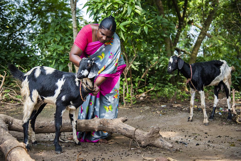 Goat farming in India (2020)