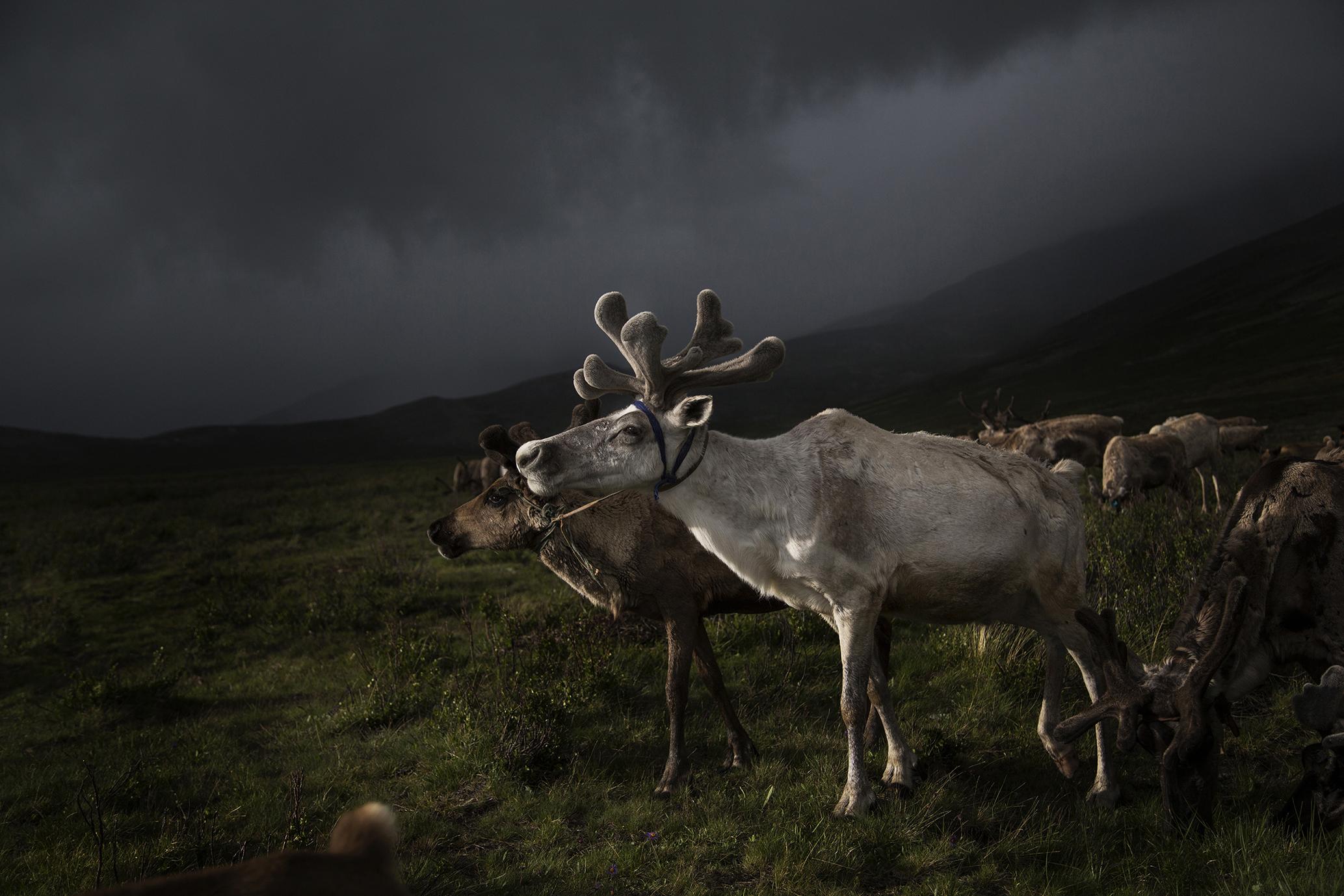 Tsaatan - The reindeer during the day are roaming around the camp...