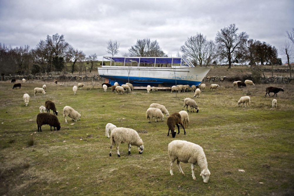 Sheep herding around an abandoned boat.