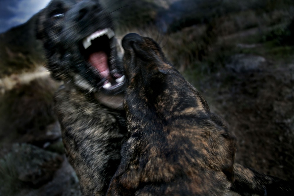 Dogs Fighting.