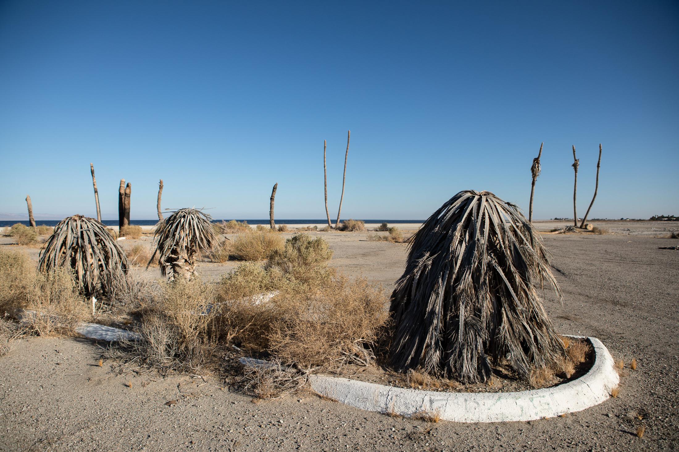  - The Salton Sea faces a crisis  -  Dead palms line Yacht club drive and parking lot that...