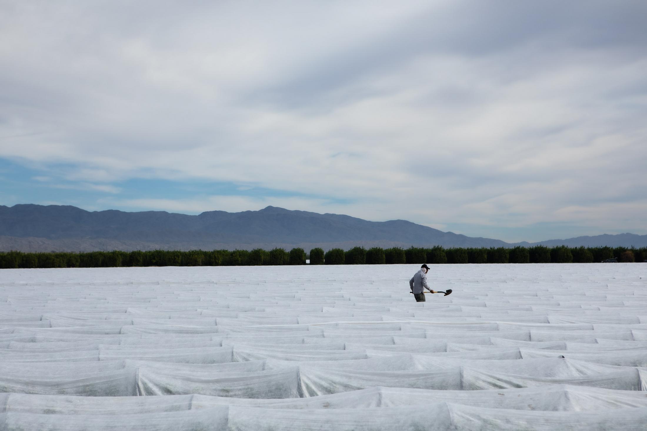  - The Salton Sea -  A farm worker is weeding a field of chilies, that are...