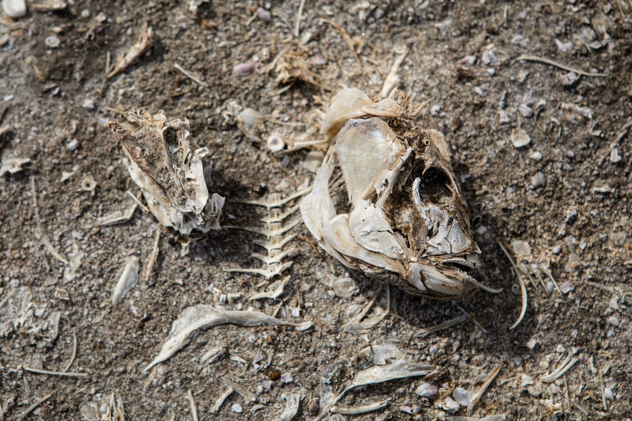  - The Salton Sea -  A Tilapia skeleton lays as a reminder of the huge die...