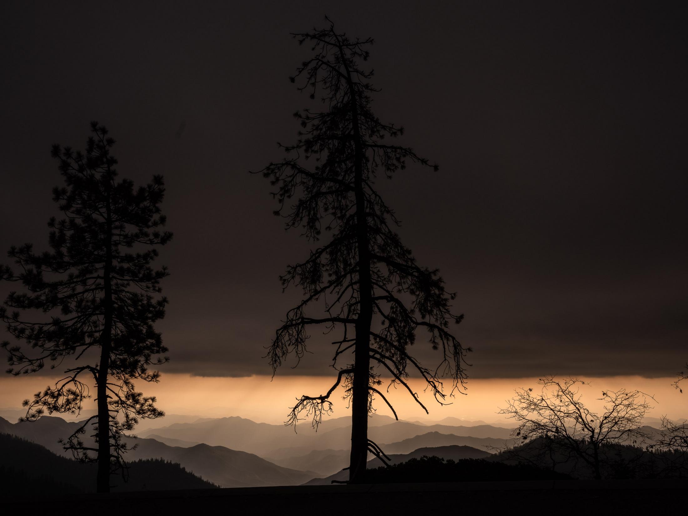  - Sequoias  -  A dead tree as the sun sets in Sequoia National Park, CA. 