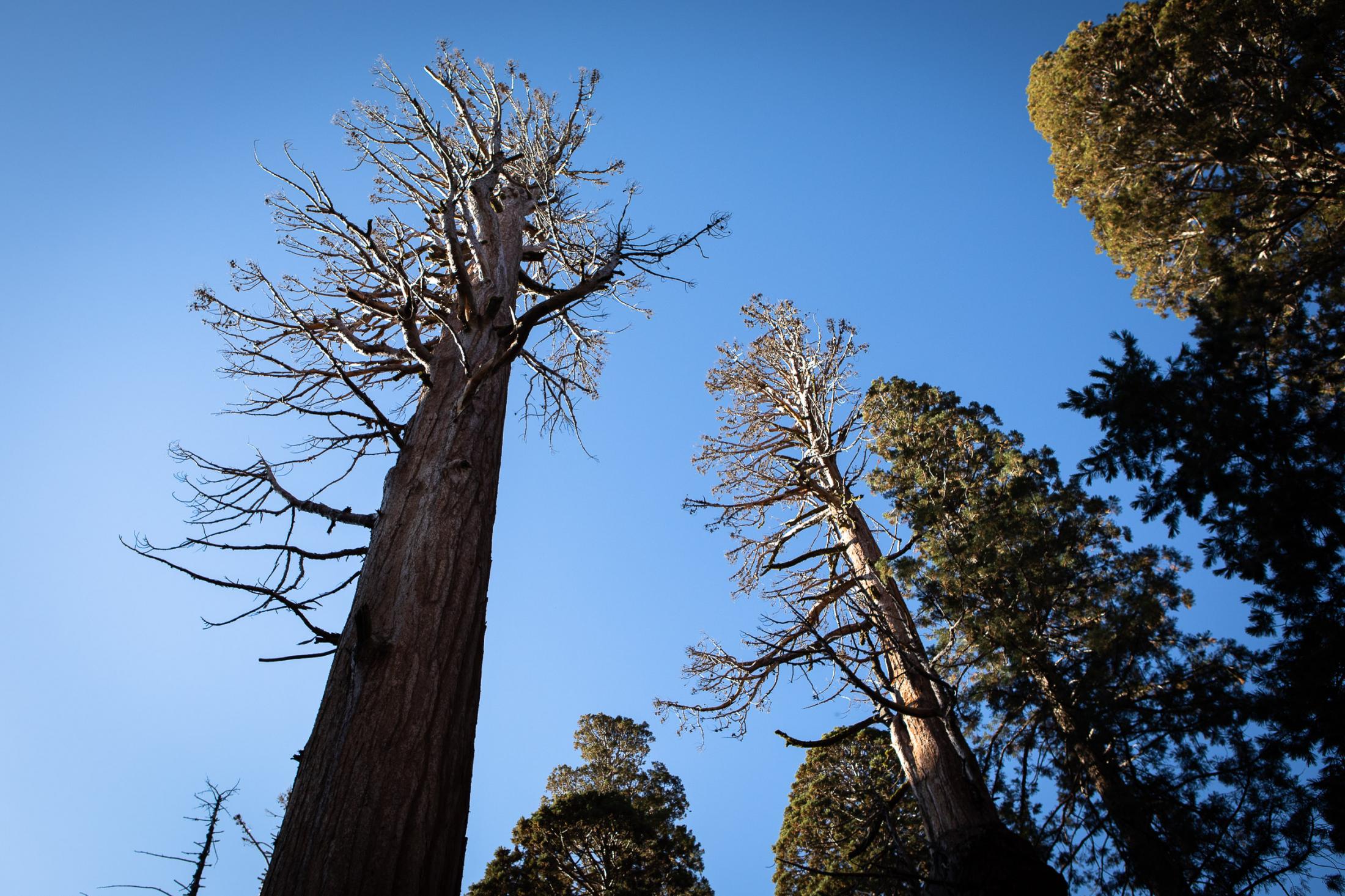  - Sequoias  -  Lazarus,  a monarch Sequoia  is one of the...