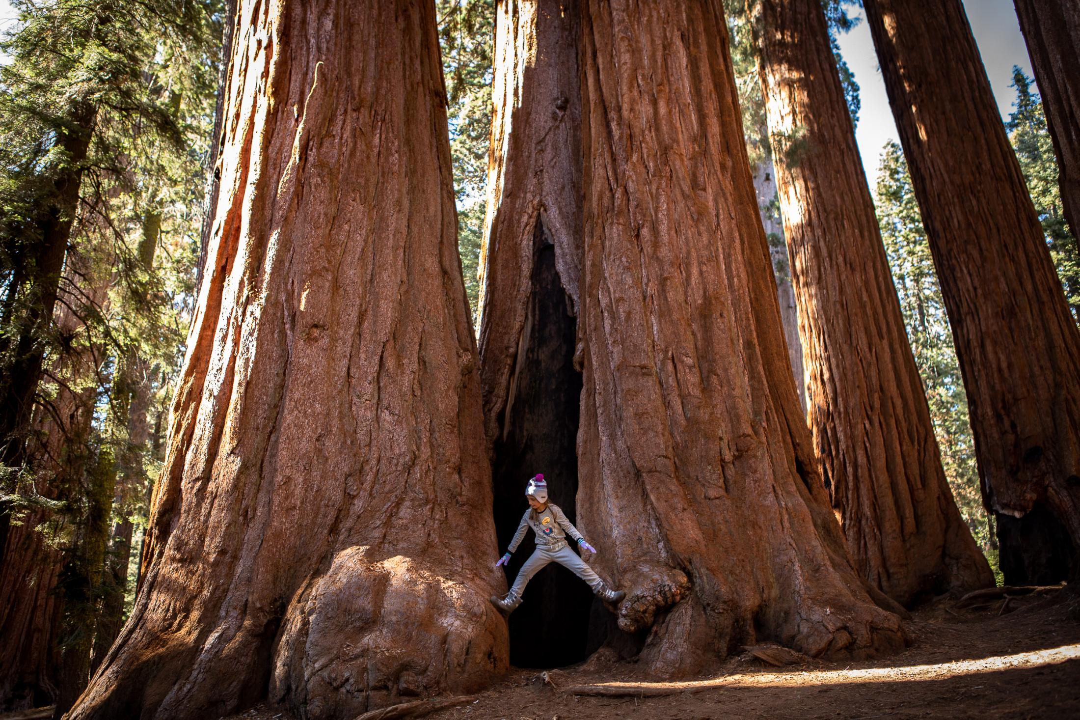  - Sequoias  -  A girl plays in the gap between a tree that has split....