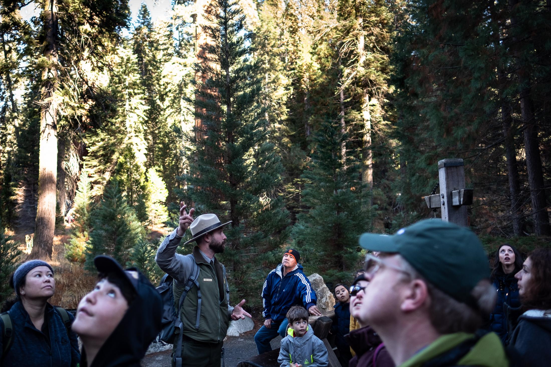  - Sequoias  -  A Sequoia National Park ranger is talking to a tour...