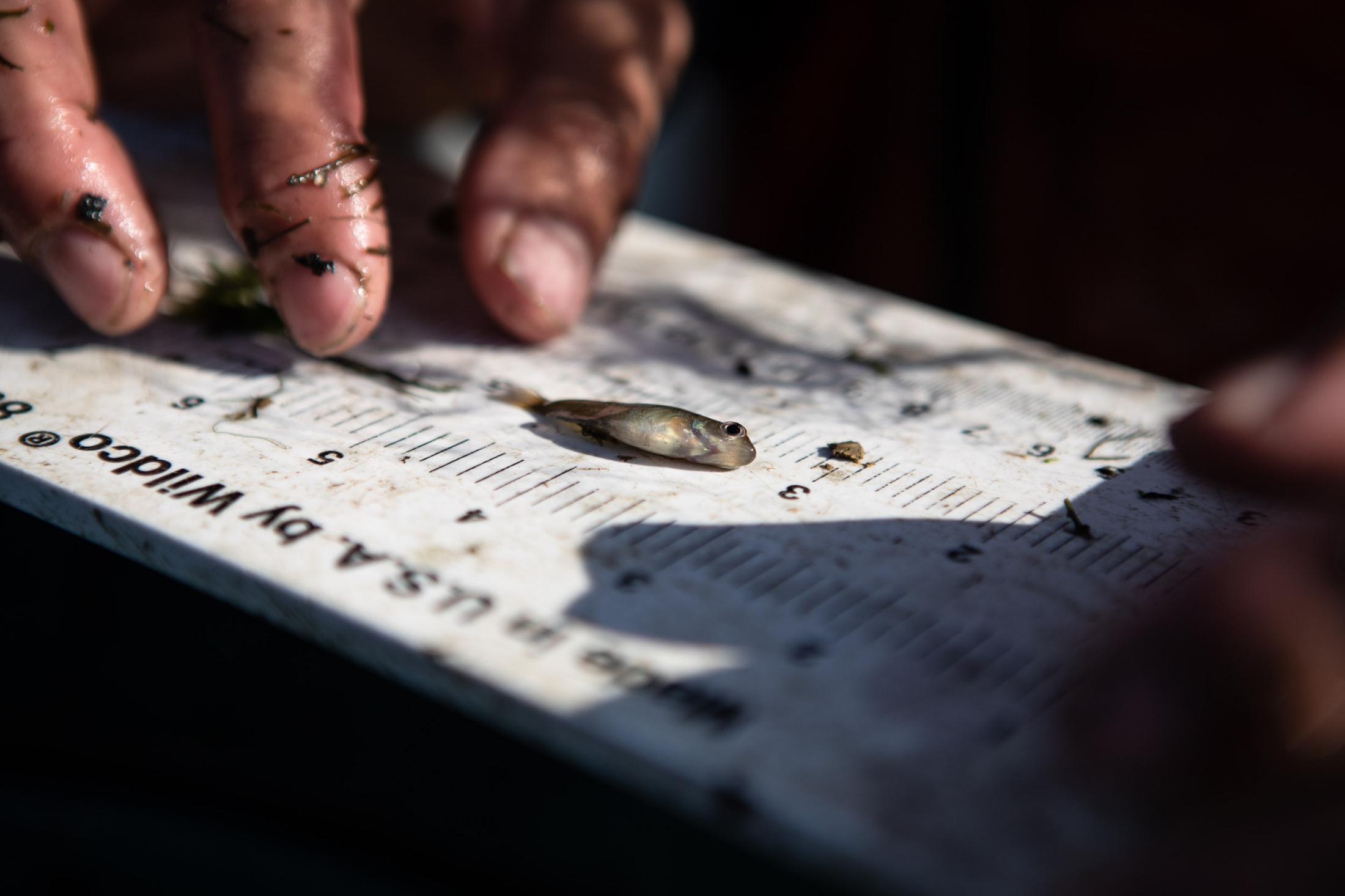  - The Delta  - A juvenile bluegill sunfish is measured and recorded.