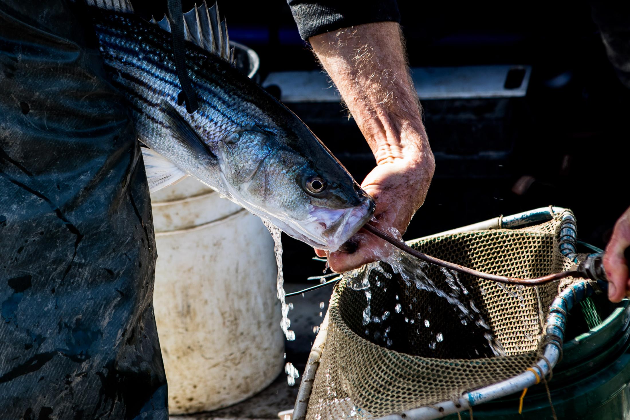 - The Delta  - A striped bass stomach gets emptied to check on what it...