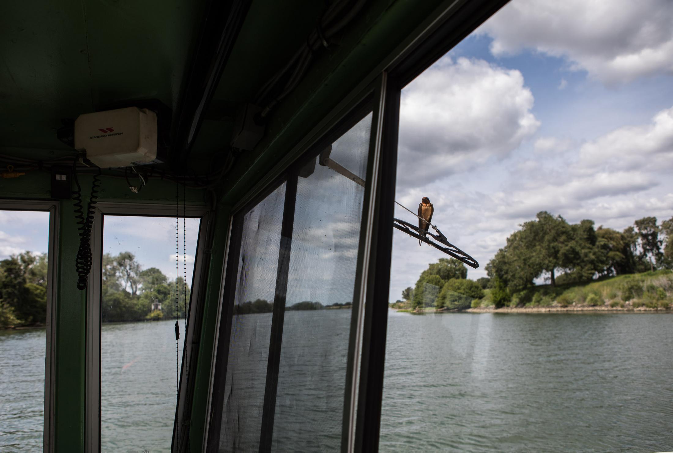  - The Delta  - A shallow catches a ride crosses on the Steamboat Slough...