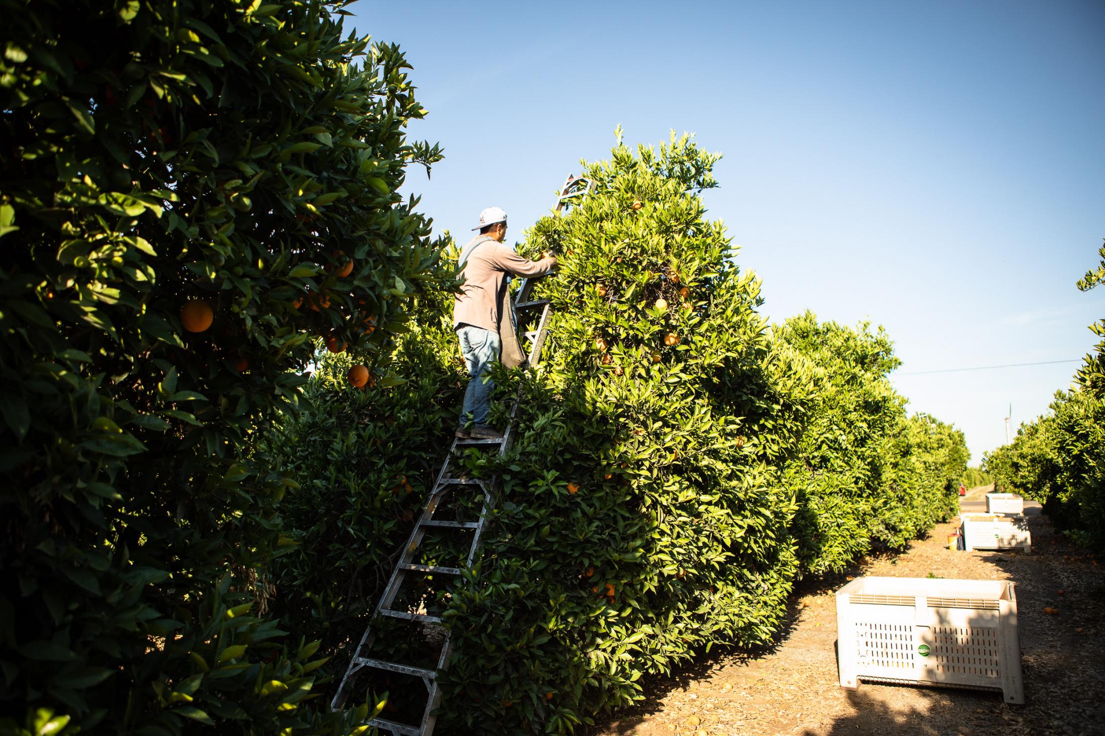  - Pesticides -  Farm workers, picking orange in near by fields. 