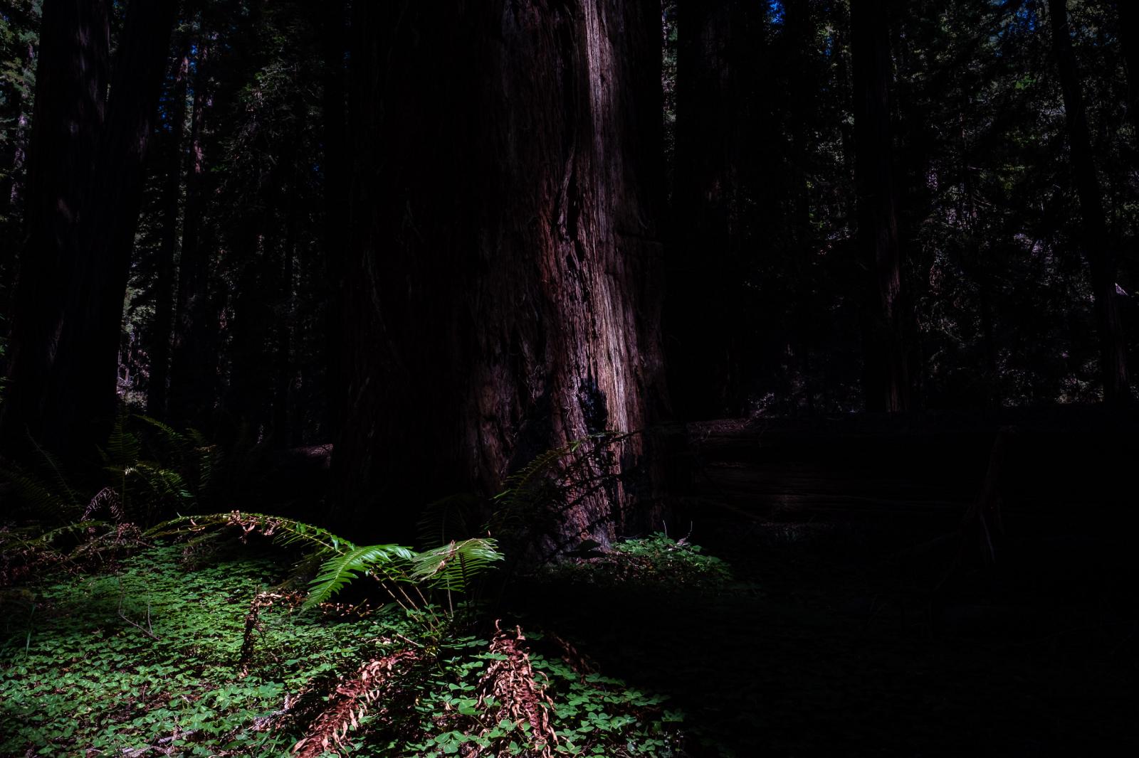 Redwood Forest portraits